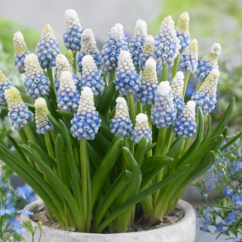 Muscari - Grape Hyacinth Mt. Lady