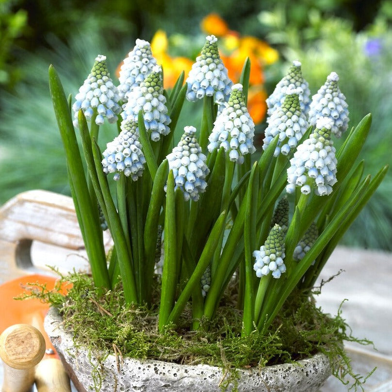 Muscari - Grape Hyacinth Ocean Magic