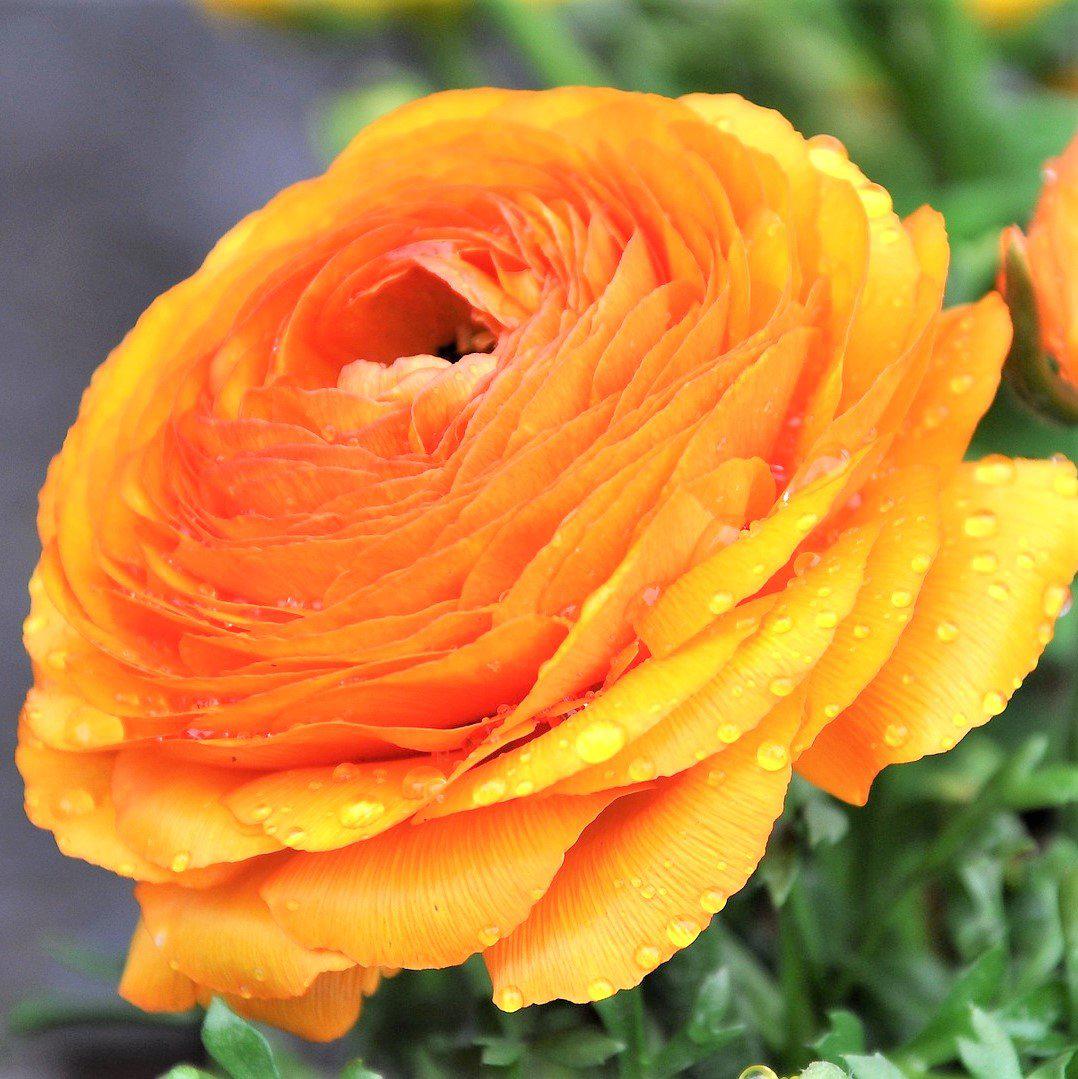 Ranunculus - Tecolote Tropical Sunset Collection