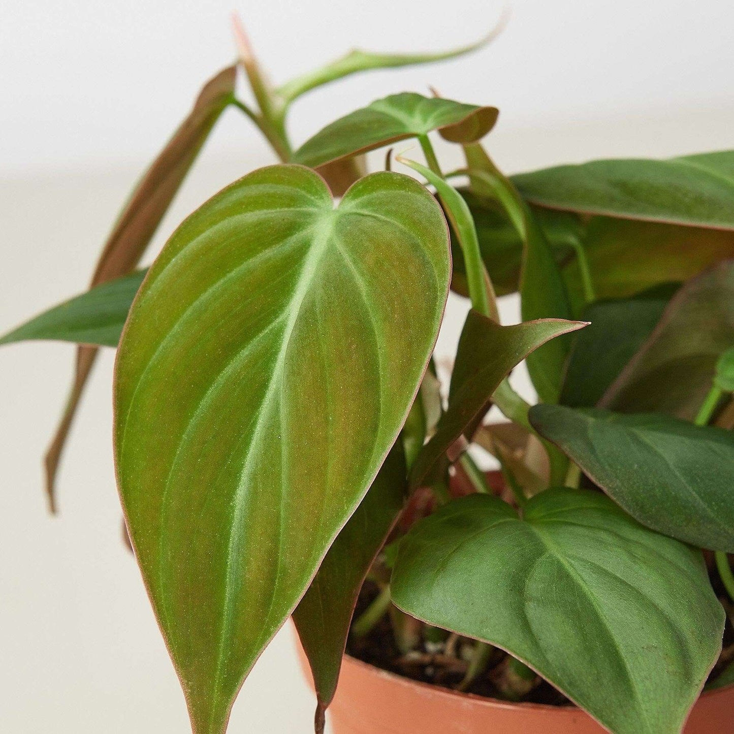 Philodendron Micans - Velvet Philodendron