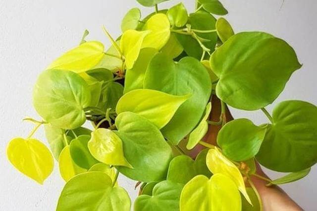 Neon Philodendron