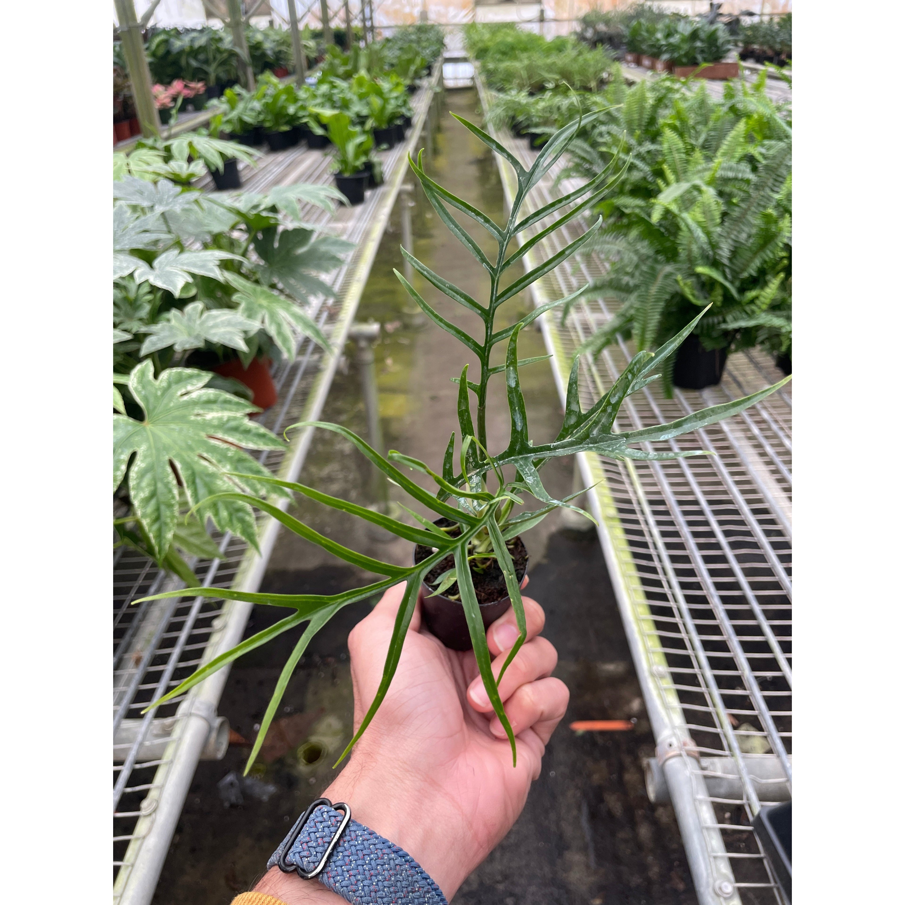 Philodendron Tortum 2 Inch Pot With a nursery background - Shop Pothos