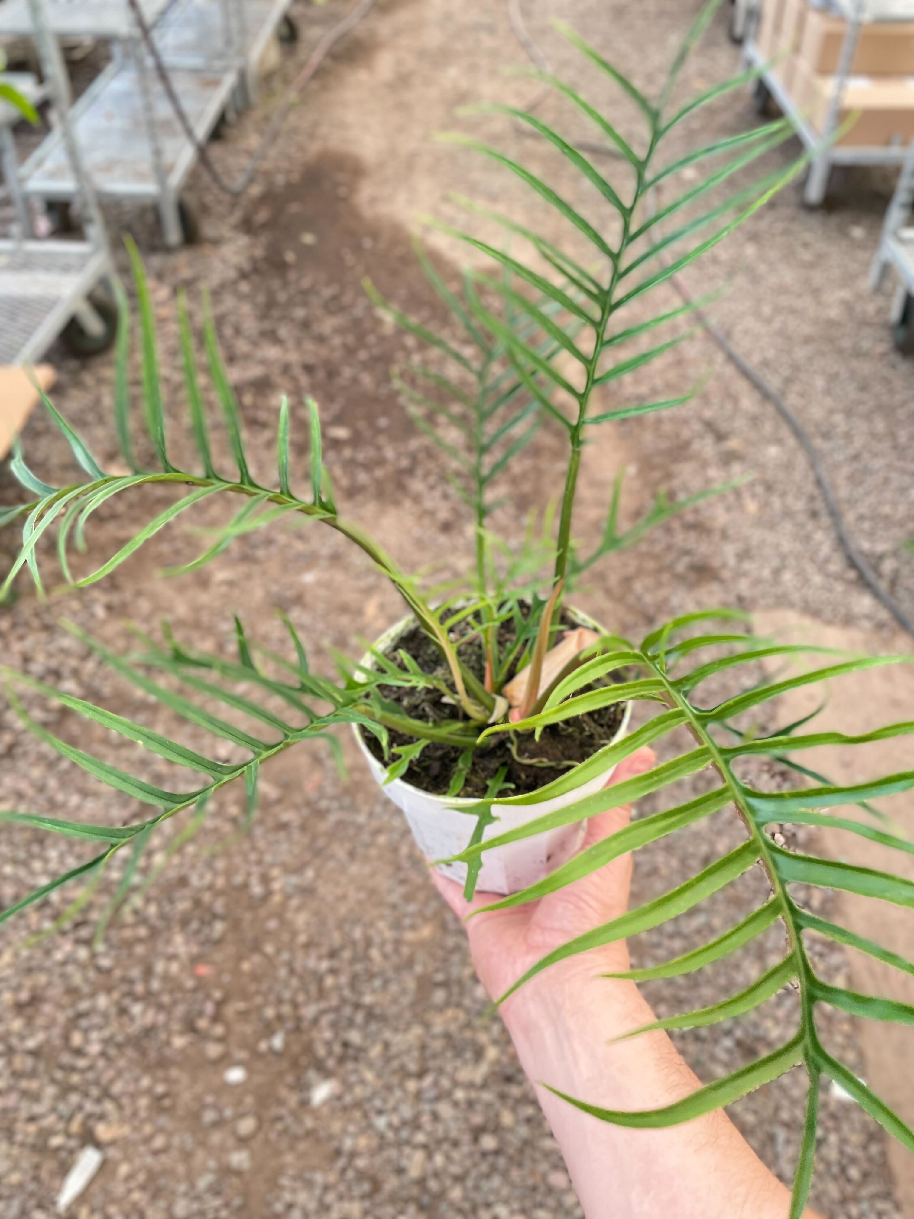 Philodendron Tortum 6 Inch Pot hand by a hand.