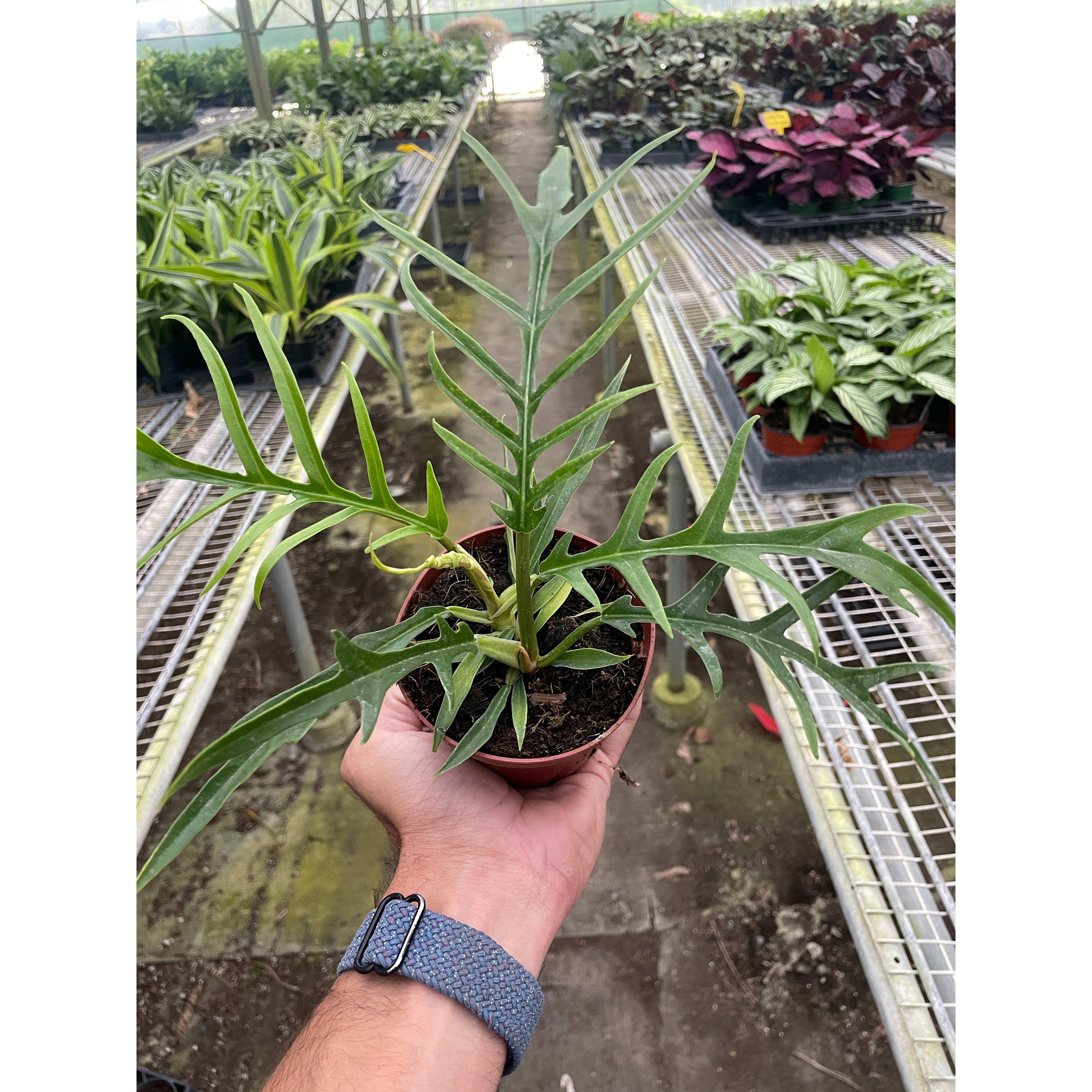 Close up of Philodendron tortum segmented leaves