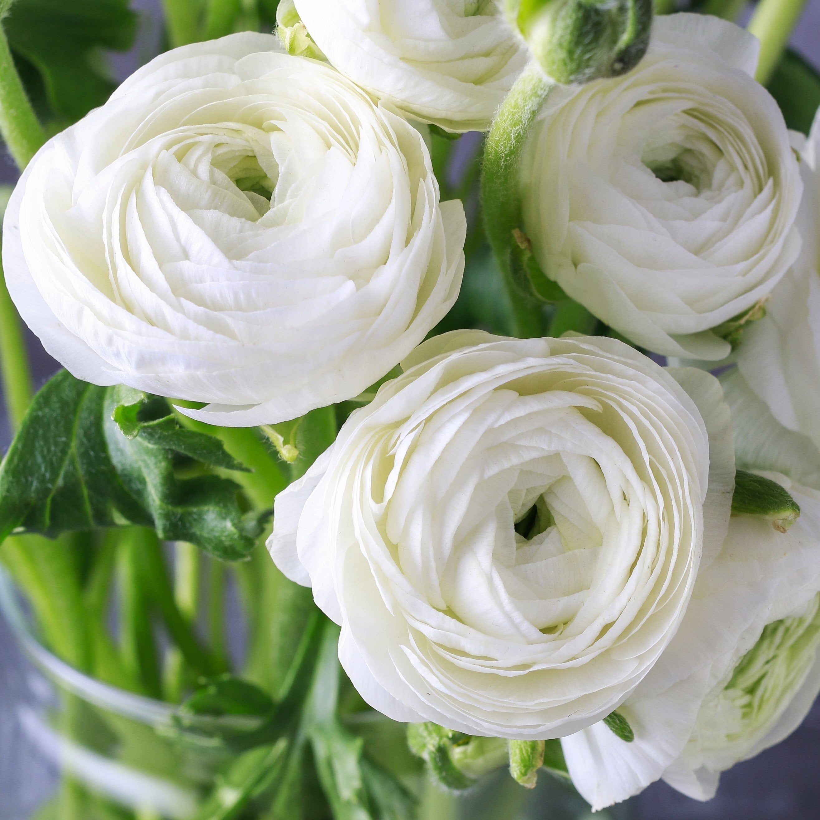 Ranunculus - Tecolote White