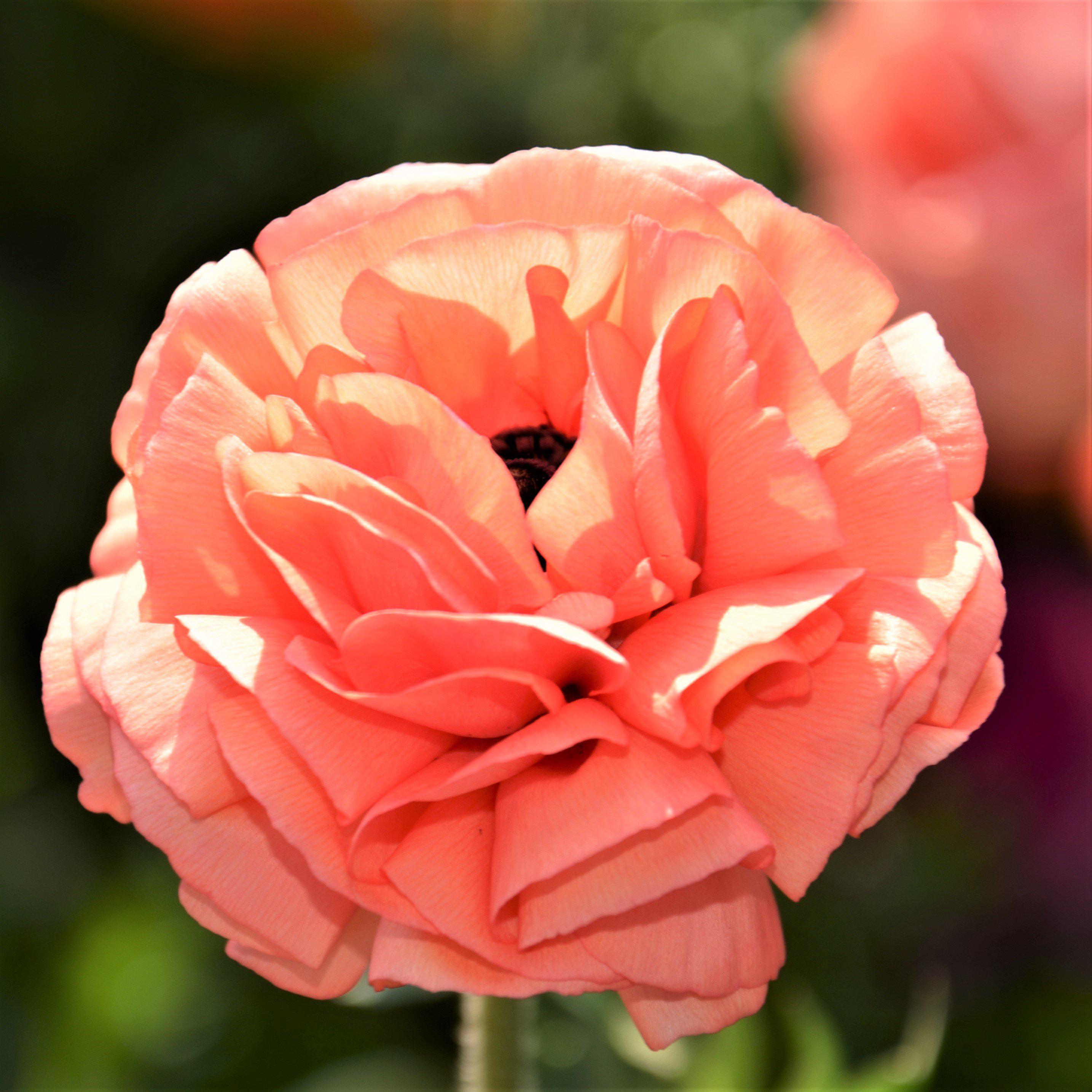 Ranunculus - Tecolote Rose