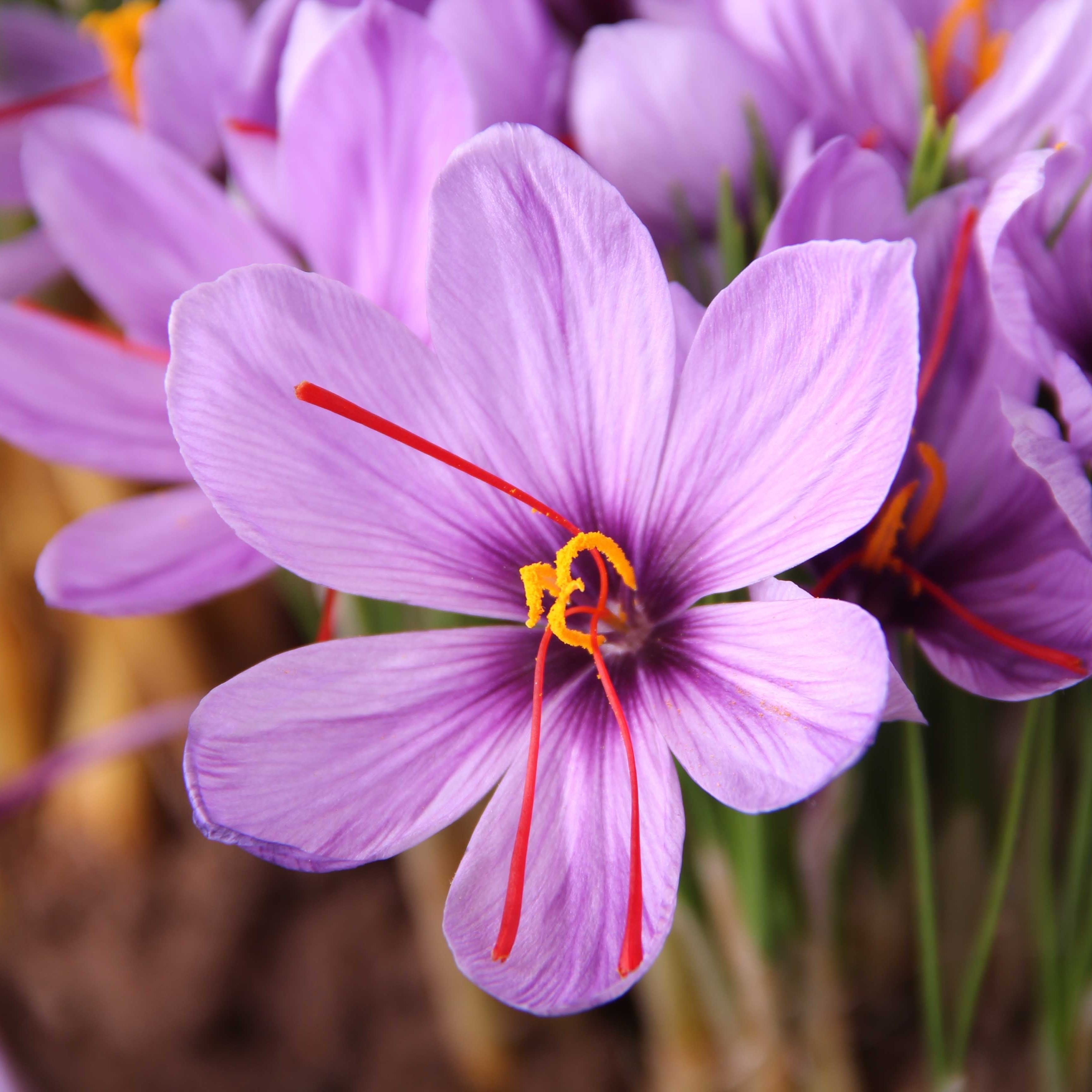 Crocus - Saffron
