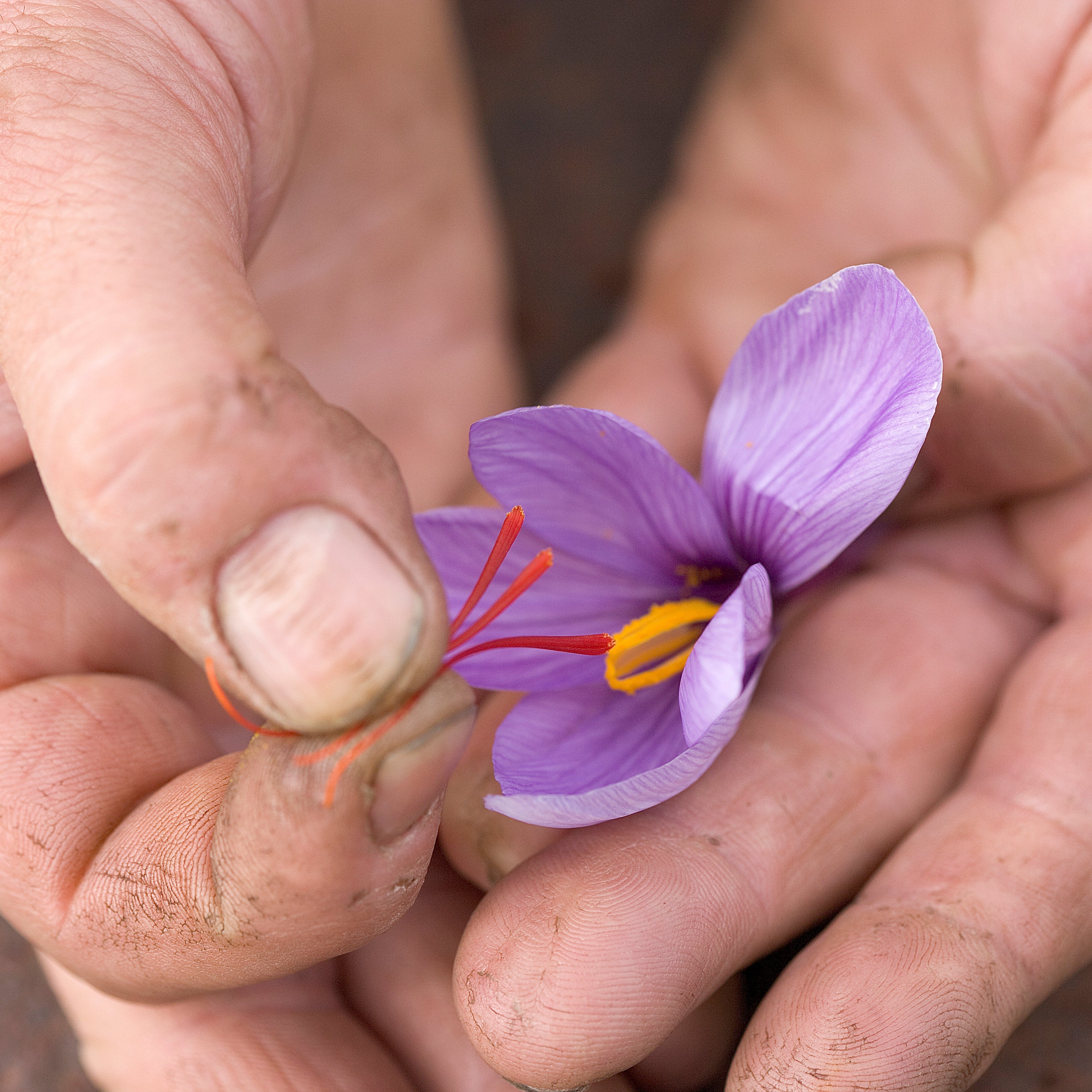 Crocus - Saffron