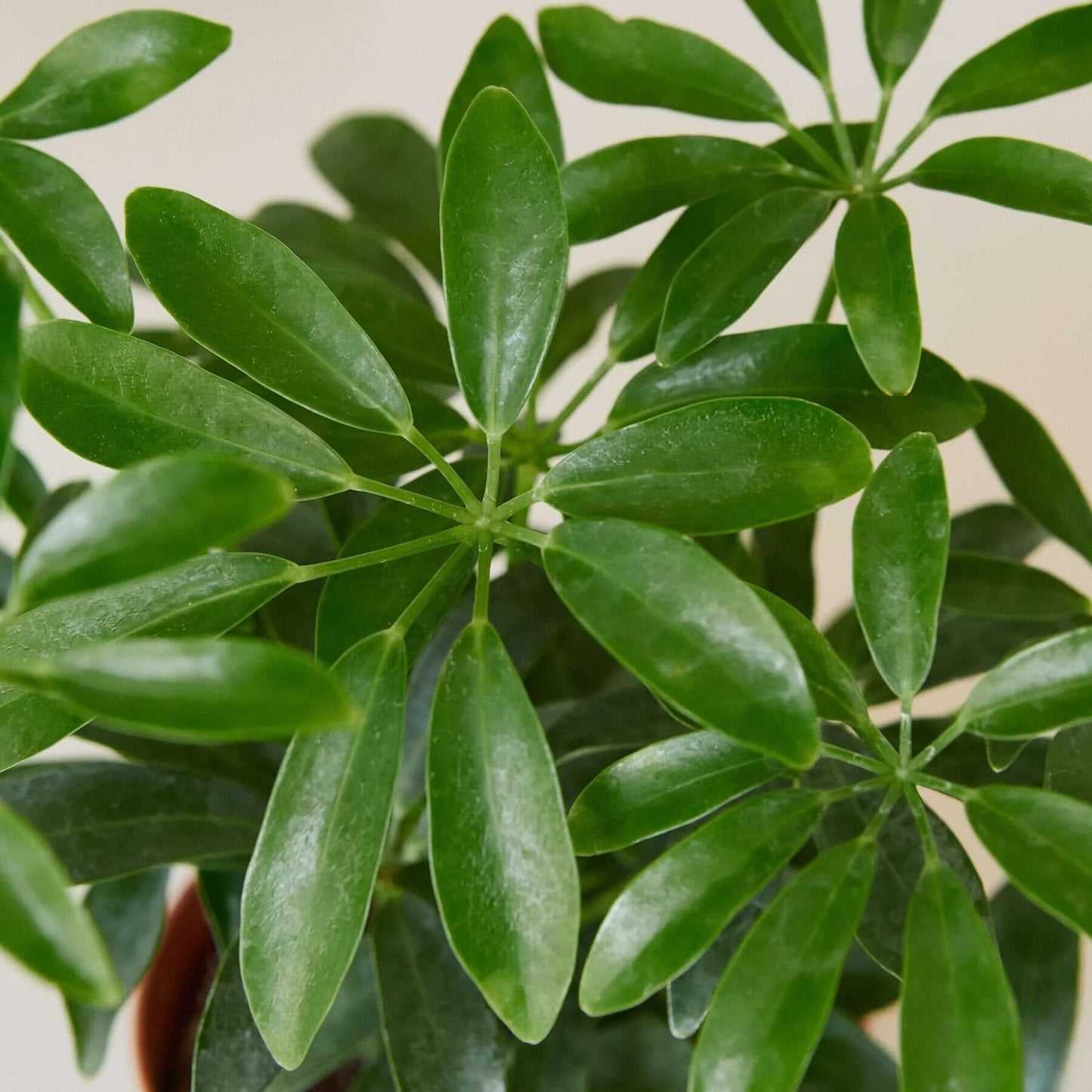 Schefflera Arboricola Umbrella