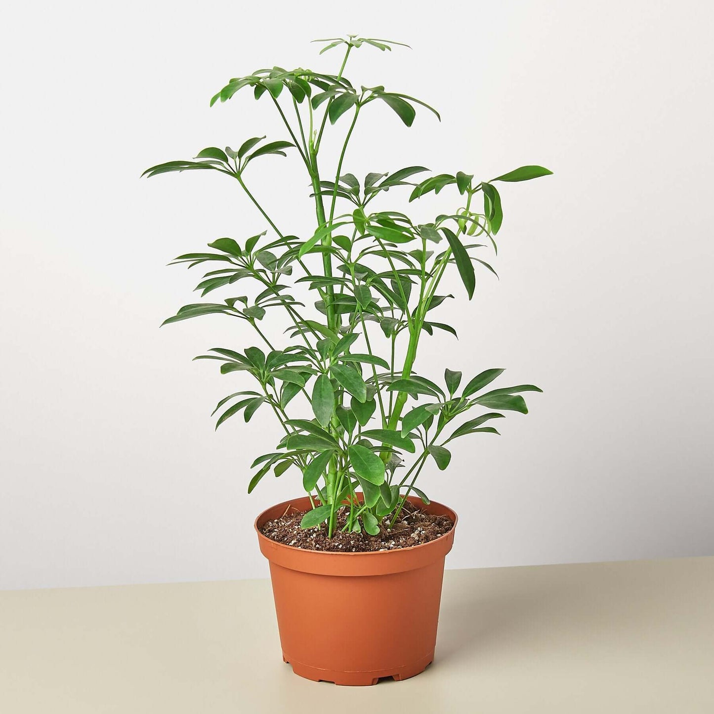 Schefflera Arboricola Umbrella