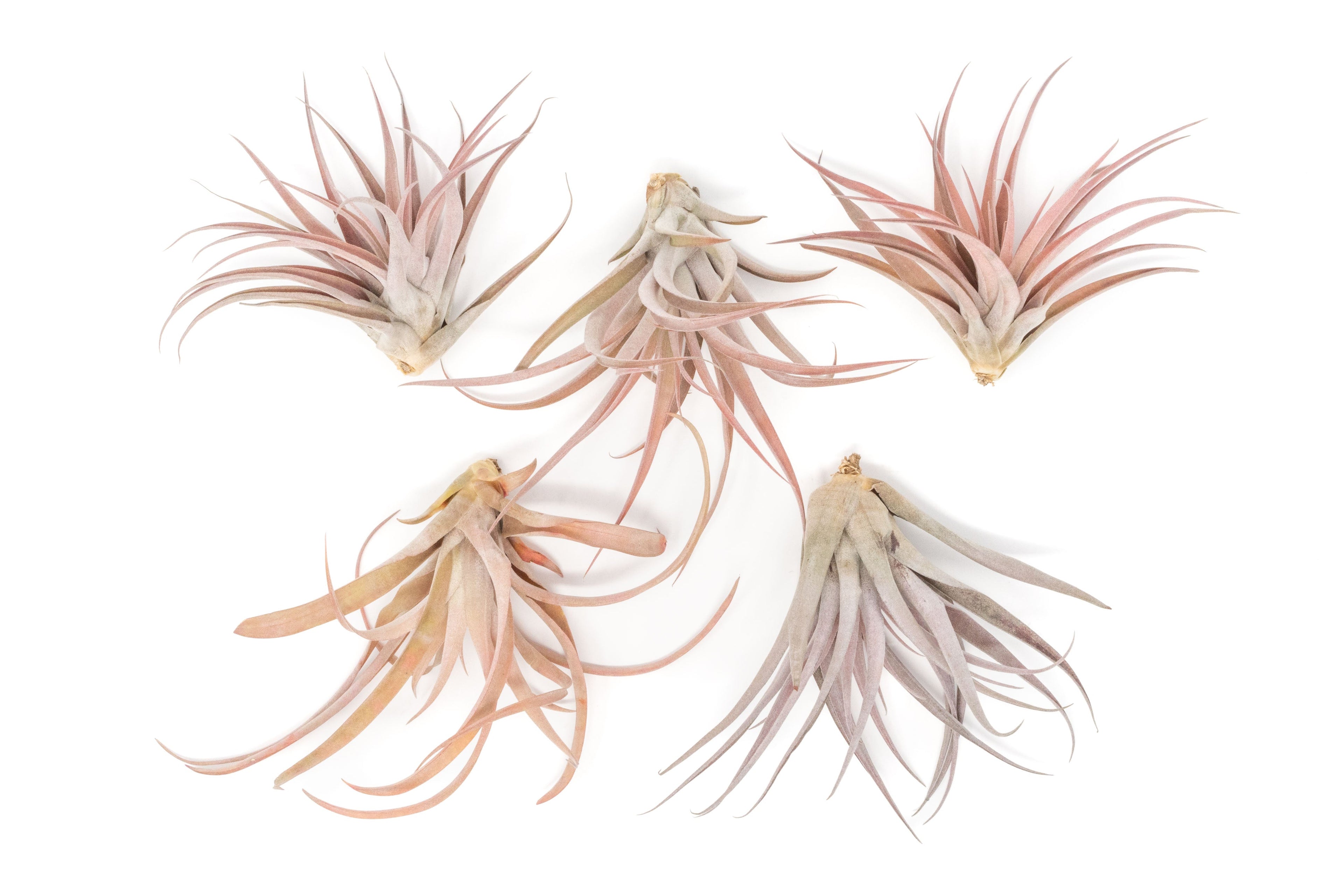 Large Tillandsia Capitata Peach - Set of  5, 10, or 20 Air Plants - 50% Off
