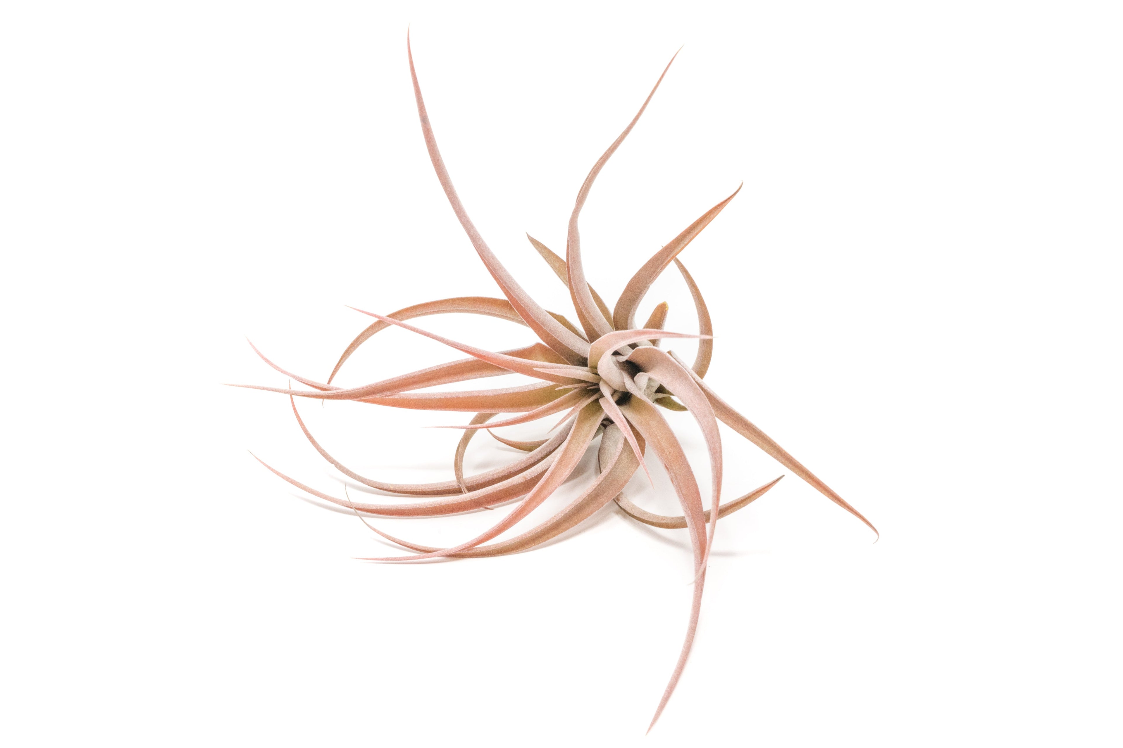 Large Tillandsia Capitata Peach - Set of  5, 10, or 20 Air Plants - 50% Off