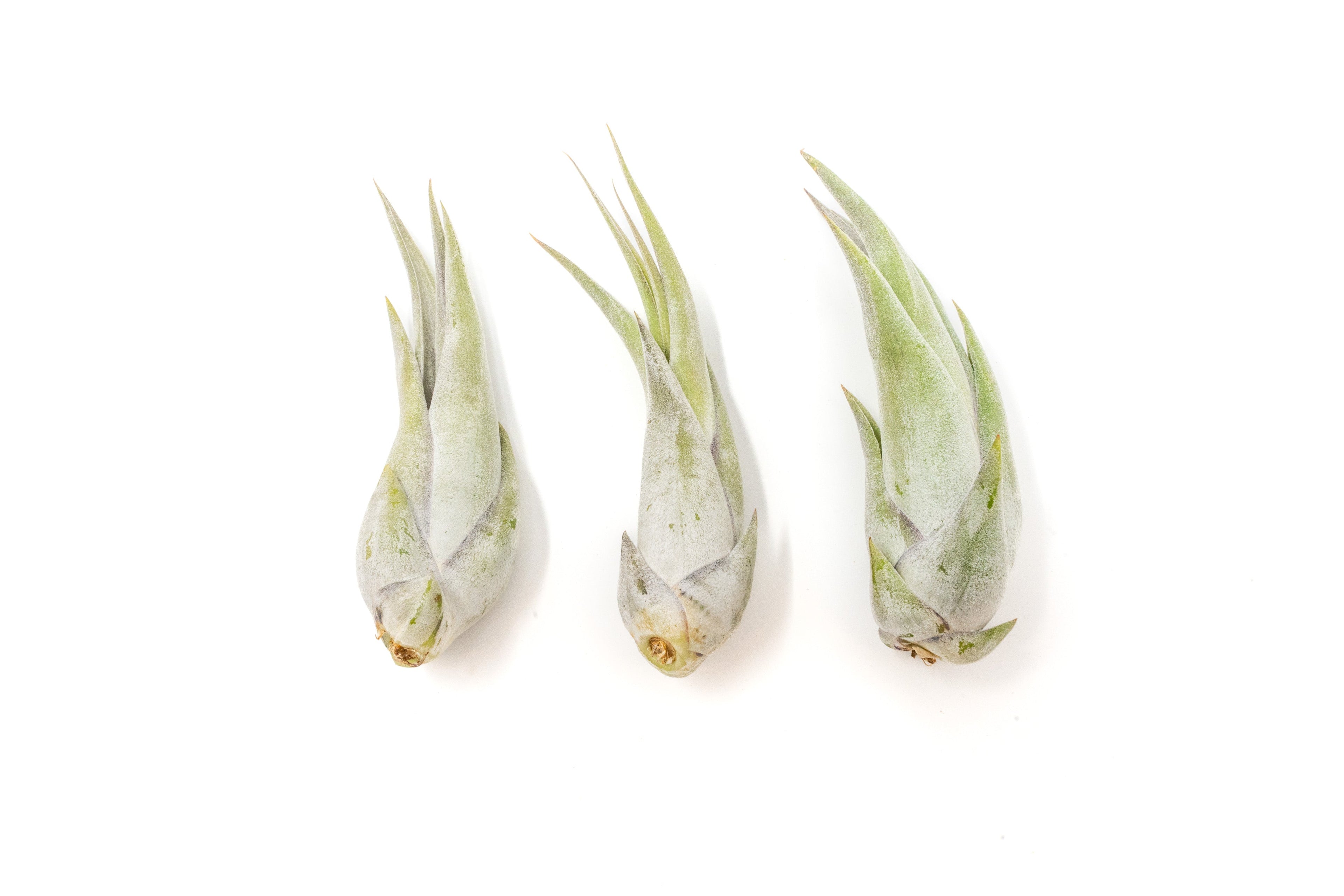 SALE - Tillandsia Circinata 'Paucifolia' Air Plants - Set of 10 or  20 - 60% Off