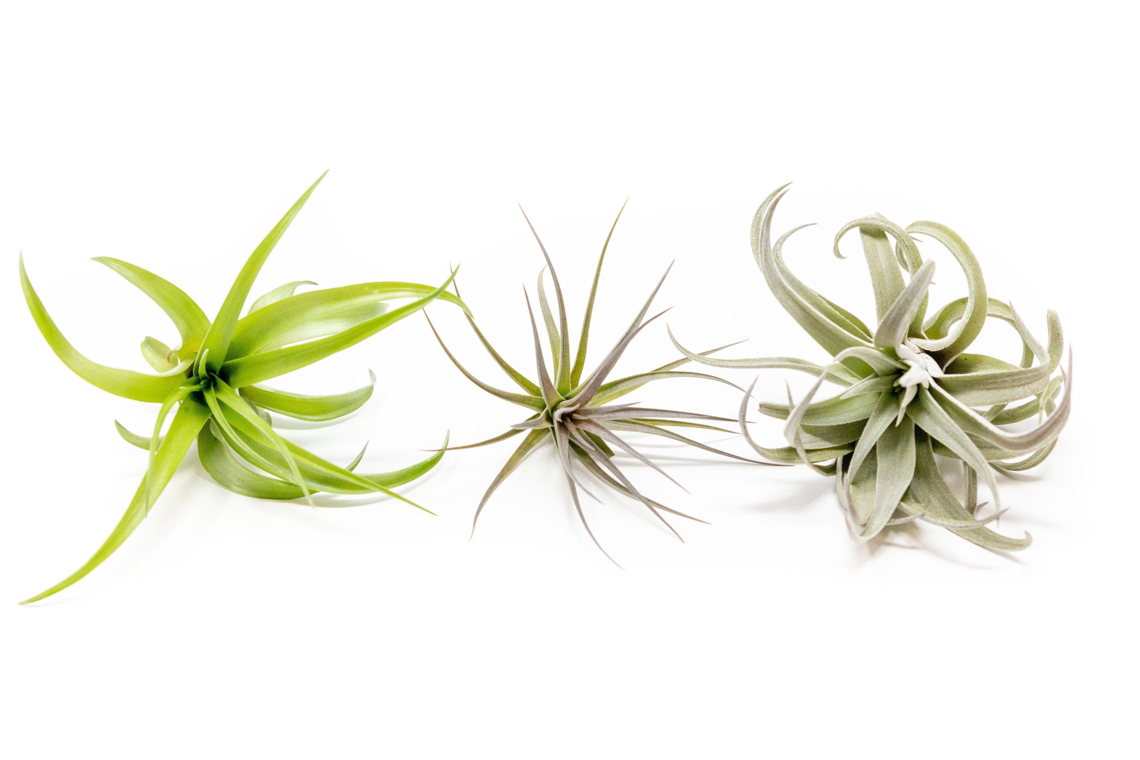 SALE - The Inca Collection of Tillandsia Air Plants - Sets of 9 or 18 - 30% Off