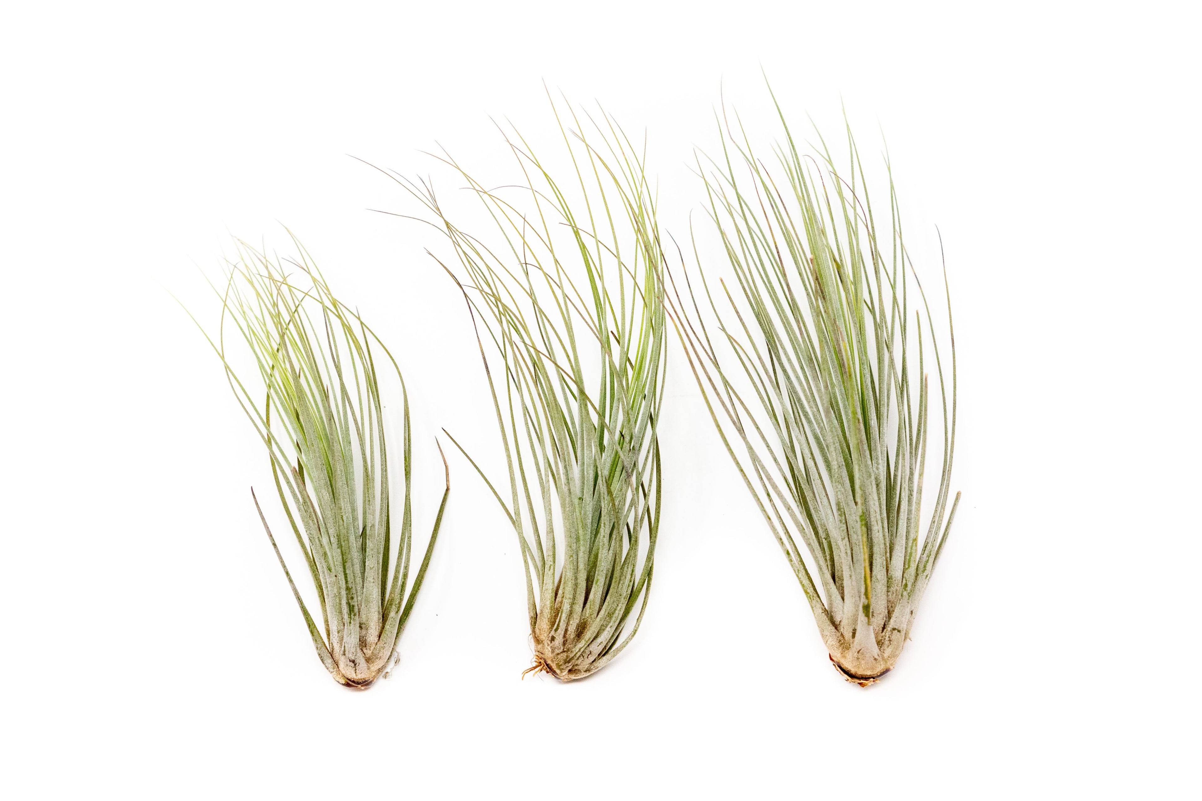 Large Tillandsia Juncea - Set of 10, 15 or 20 Air Plants - 50% Off