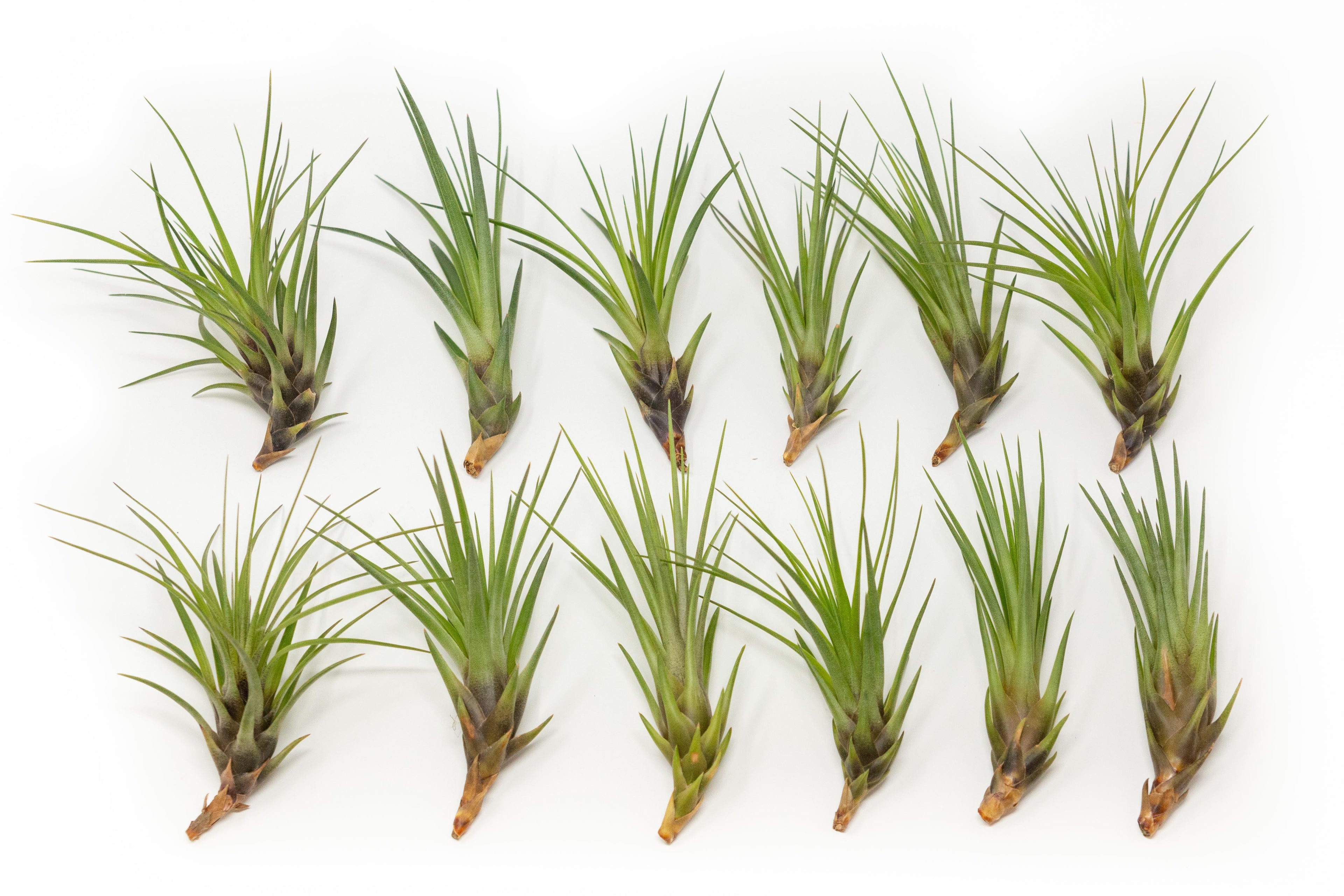 SALE - Tillandsia Melanocrater Tricolor Air Plants - Set of 10, 20 or 30 - 70% Off