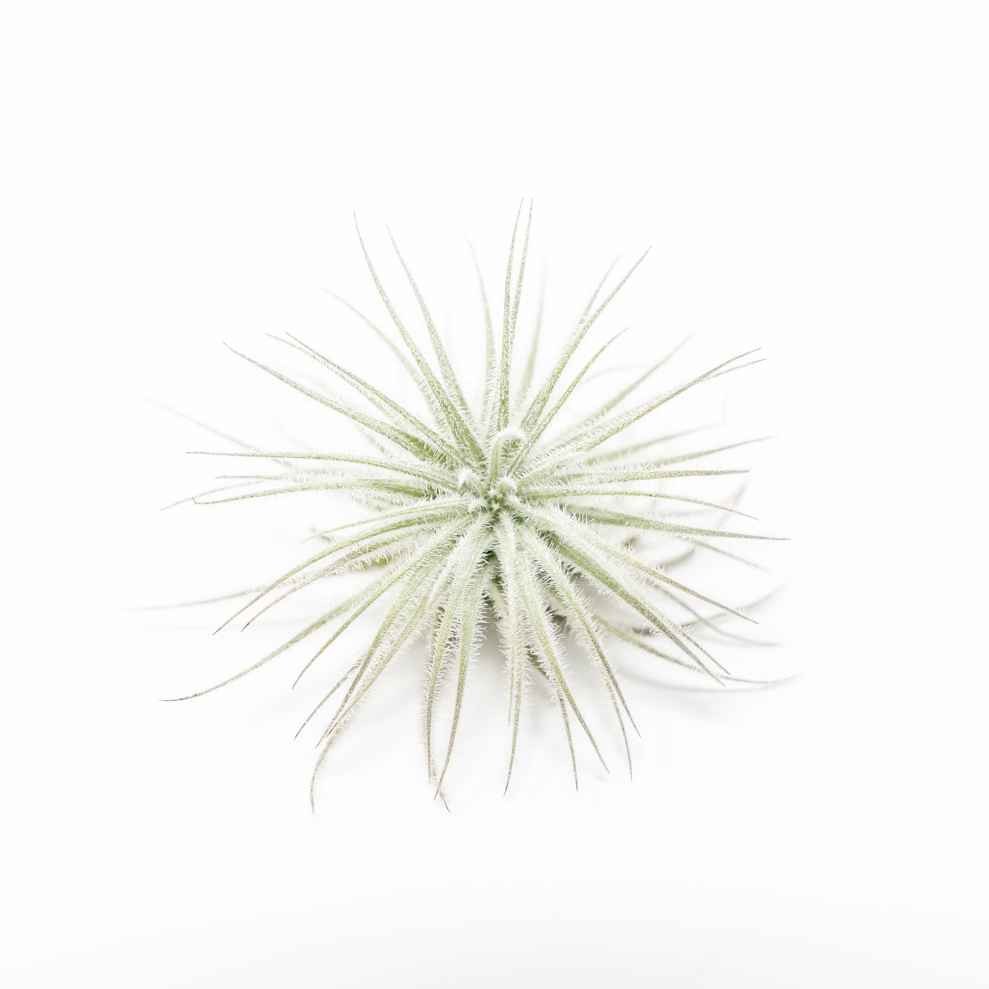 3 Tillandsia Tectorum Ecuador Air Plants for $12