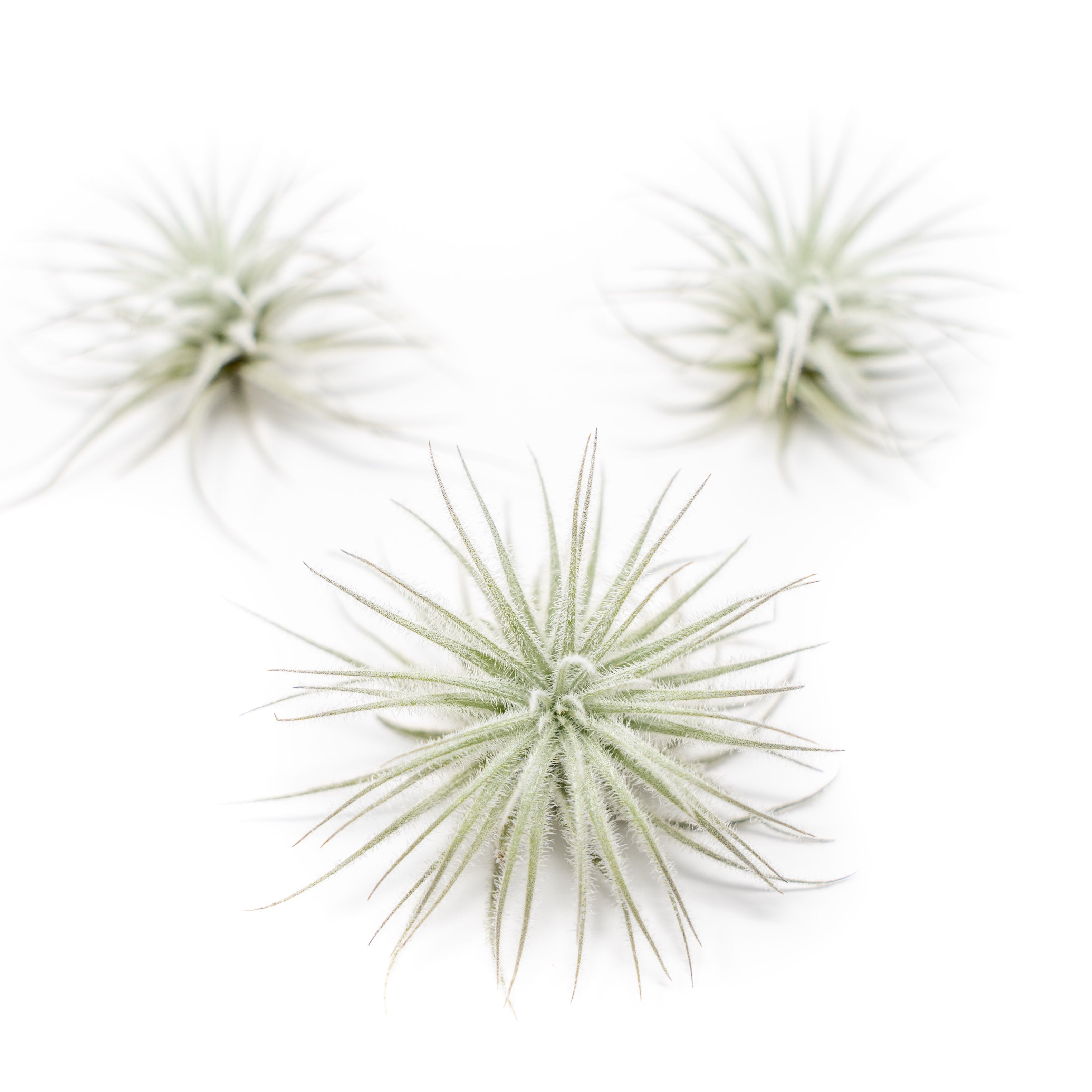 3 Tillandsia Tectorum Ecuador Air Plants for $12