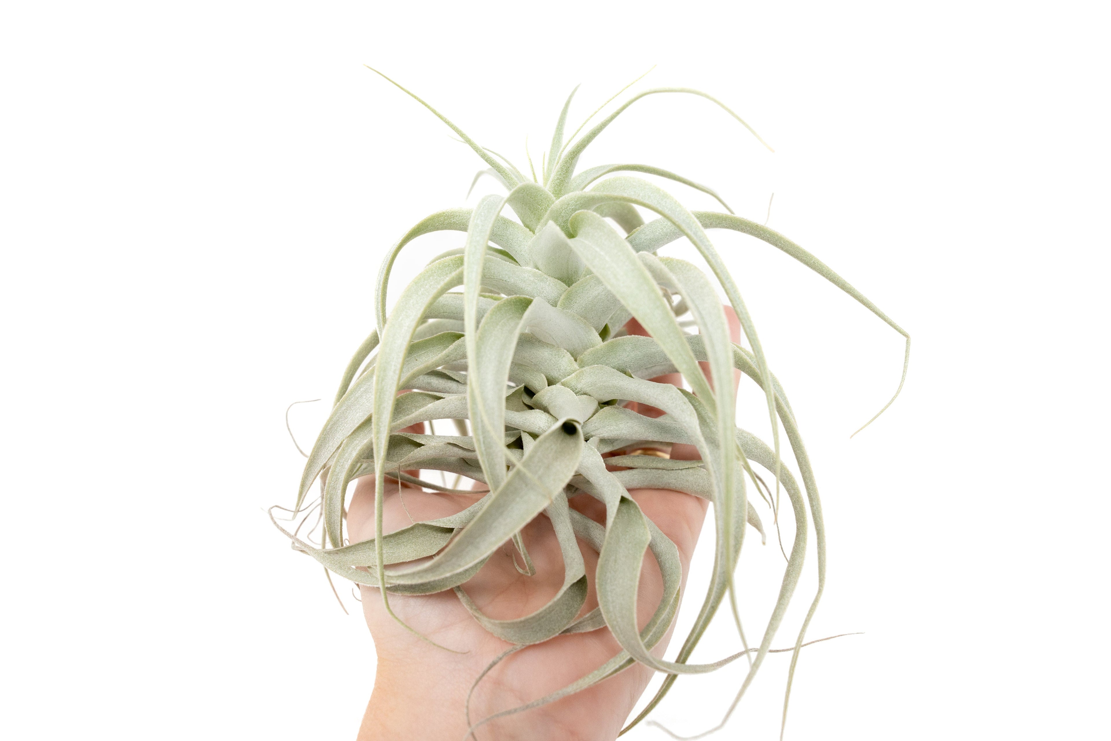Tillandsia Cacticola Long Form Silver Air Plants