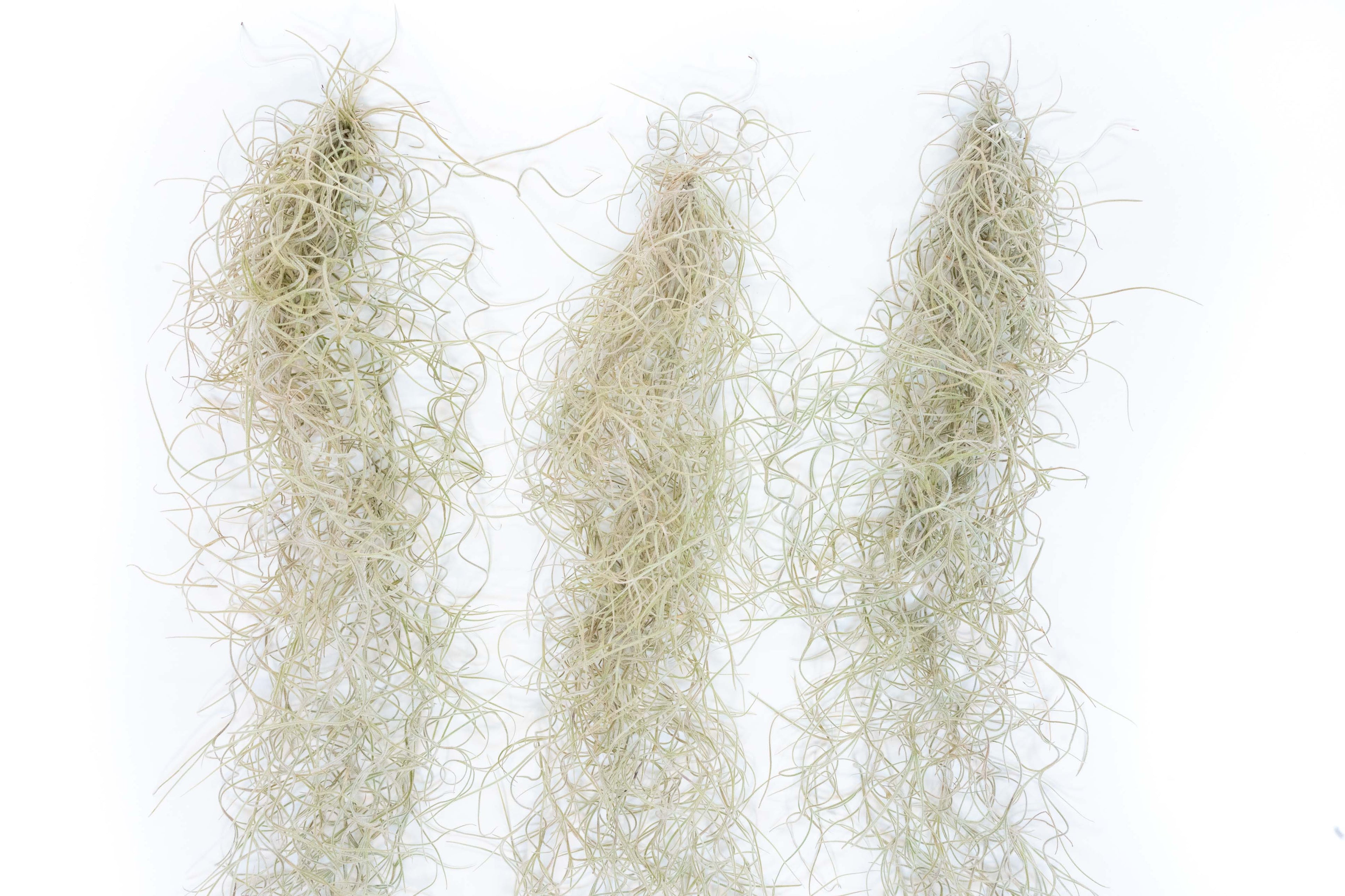 SALE - Tillandsia Guatemala Gray Spanish Moss - 1 Foot Clumps - Set of 3 or 6 Strands - 40% Off