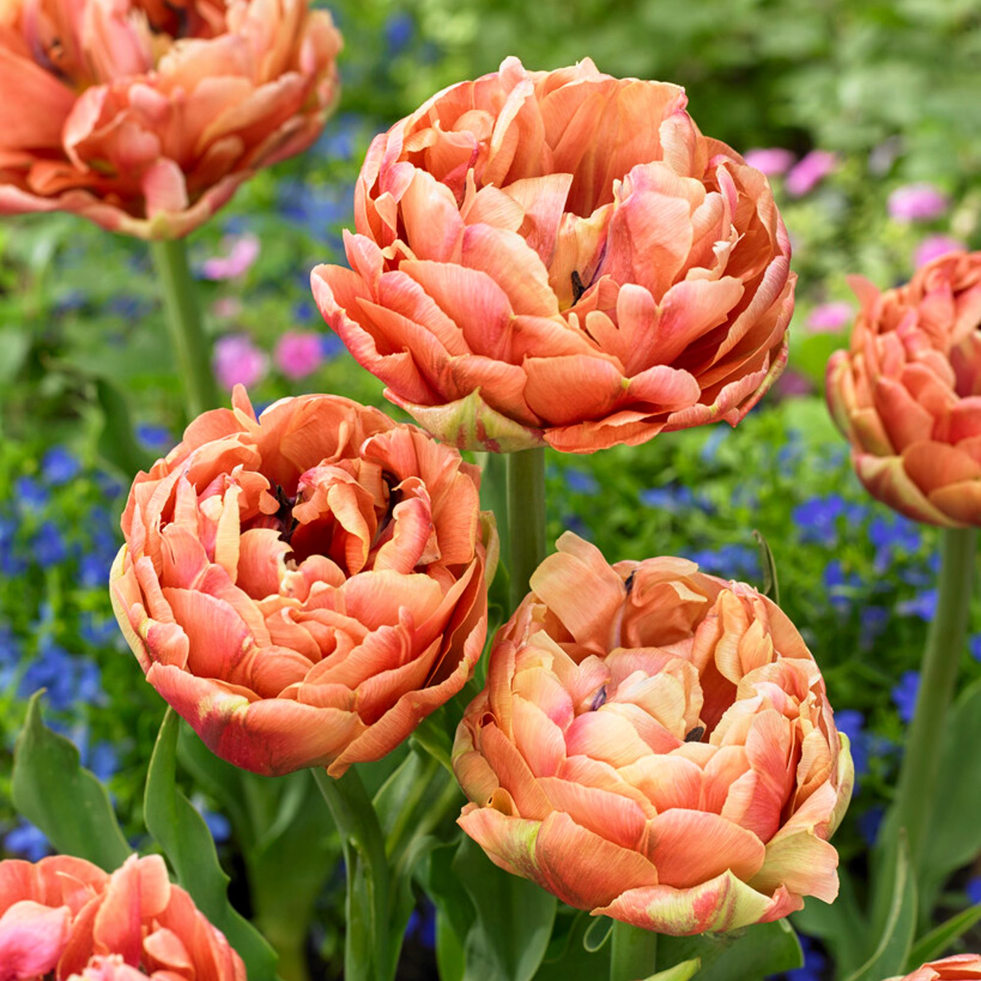 Tulip - Copper Image