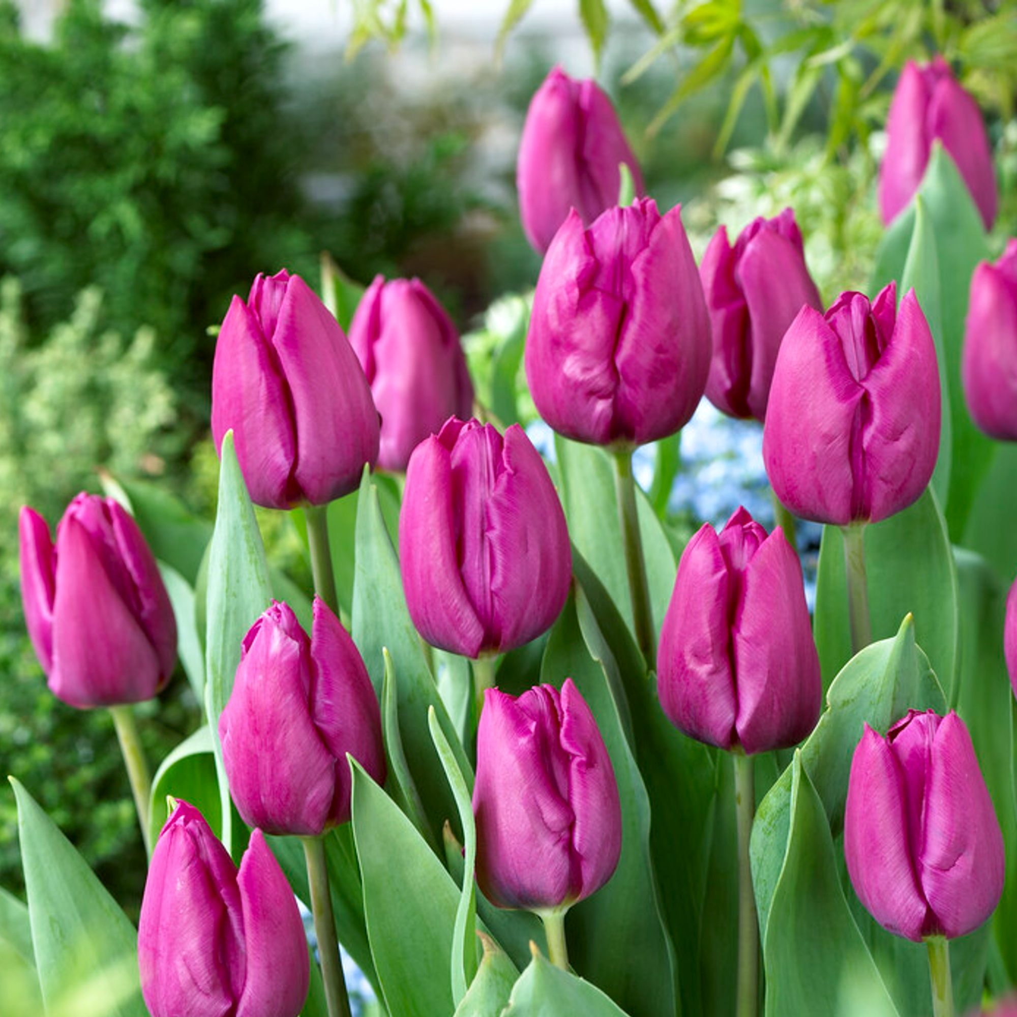 Tulip - Purple Prince