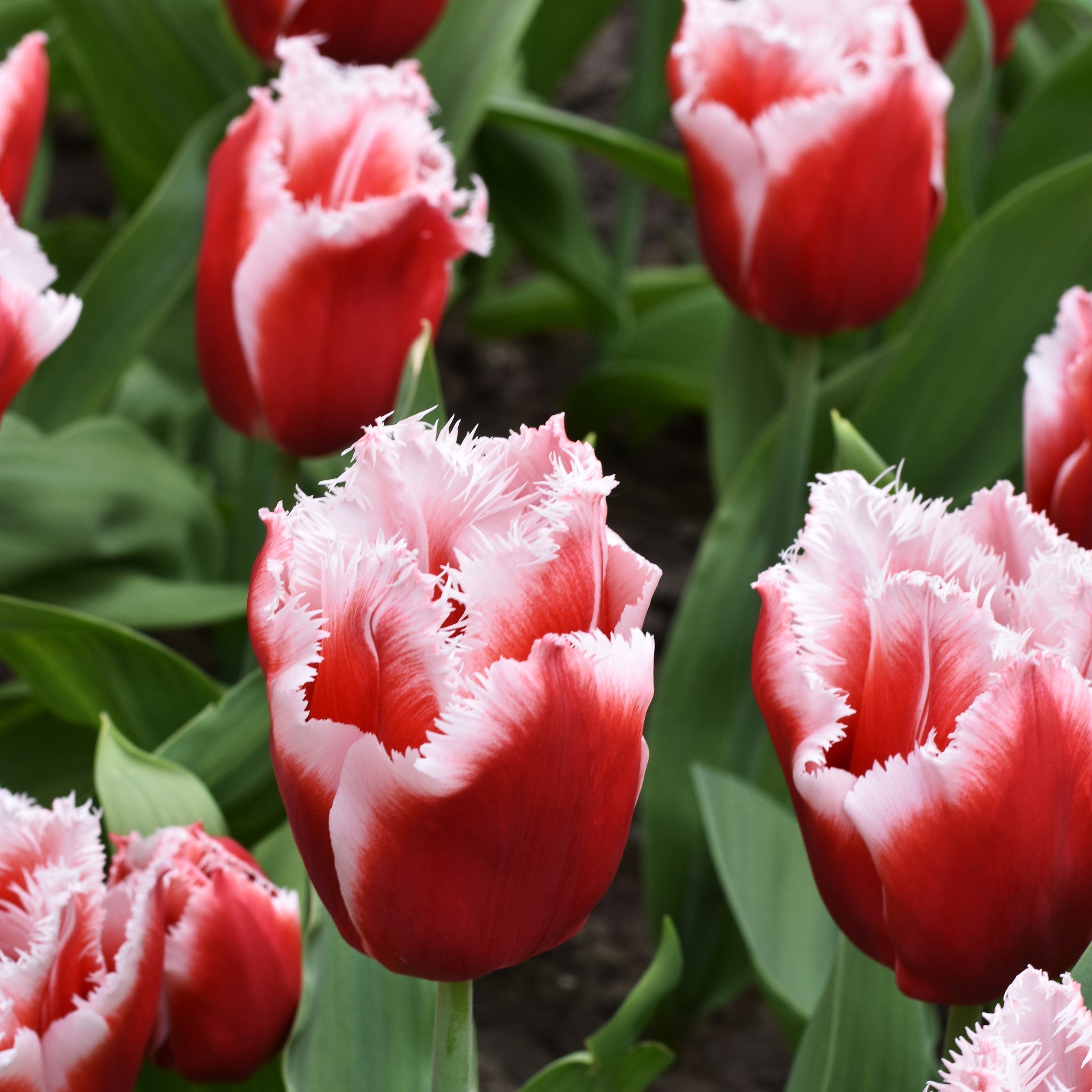 Daffodil & Tulip - Spring Romance Blend