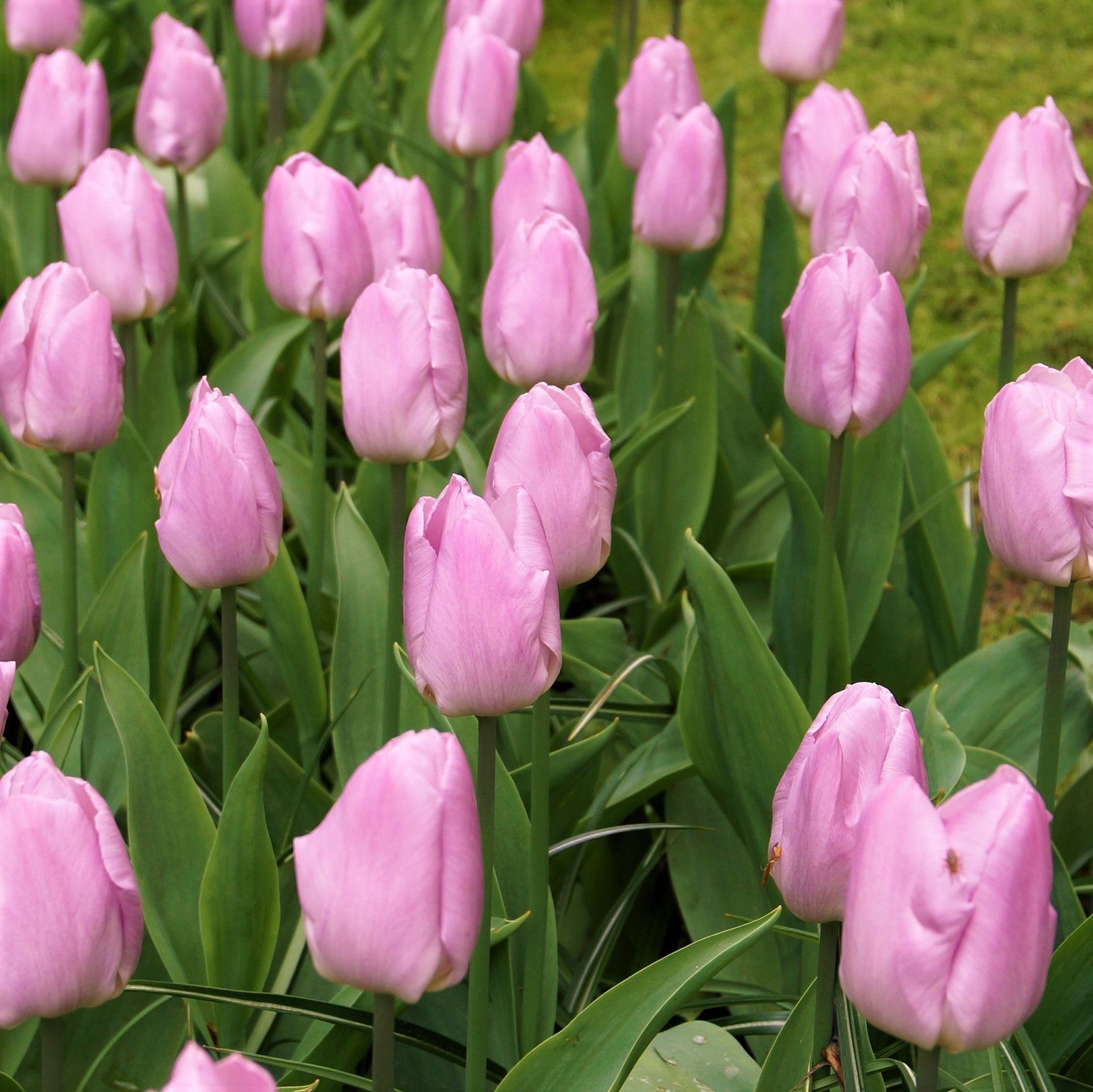 Daffodil & Tulip - Evening Breeze Blend
