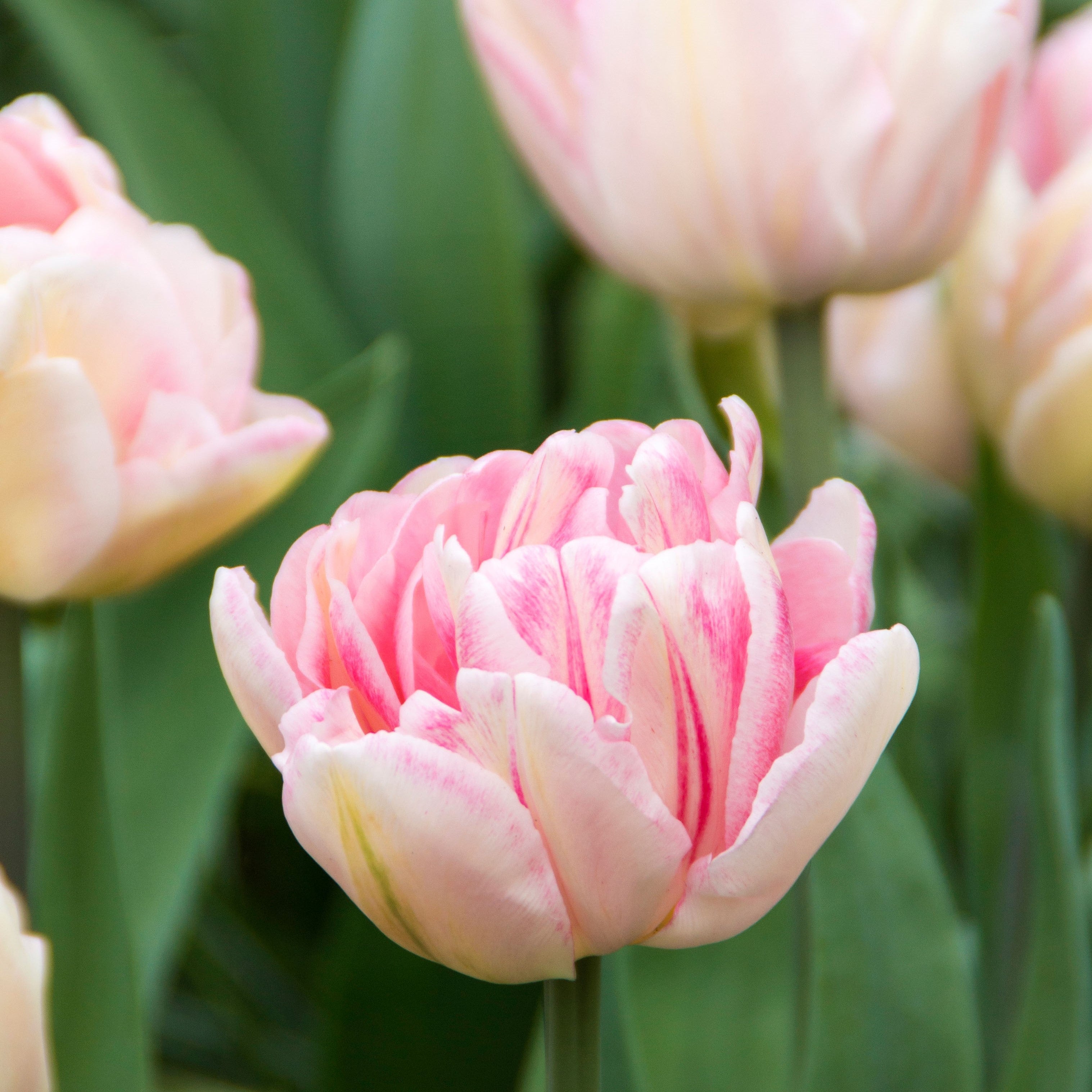 Tulip - Foxtrot