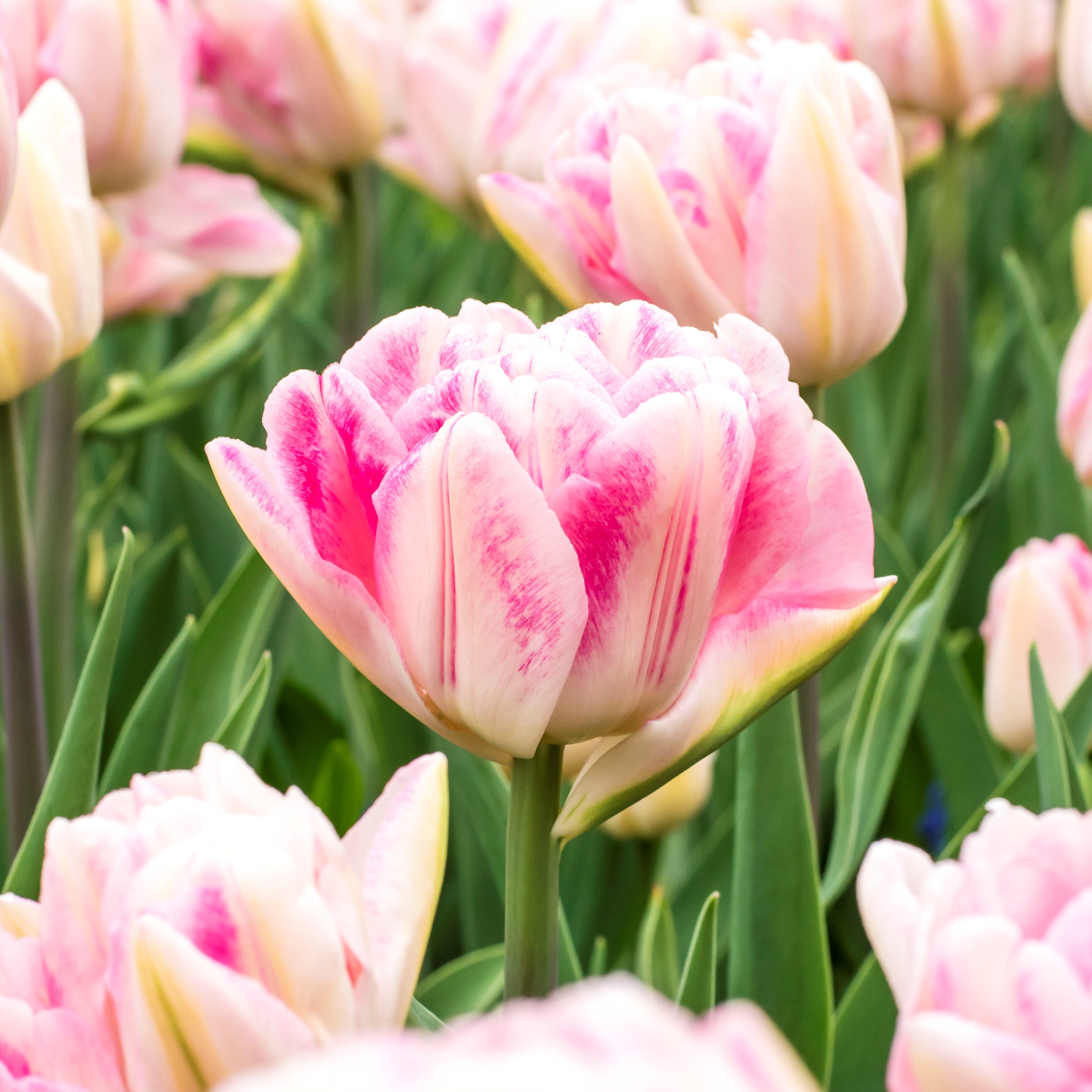 Tulip - Foxtrot