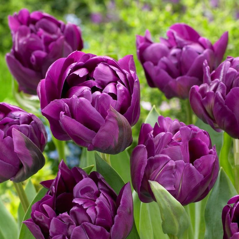 Tulip - Double Negrita