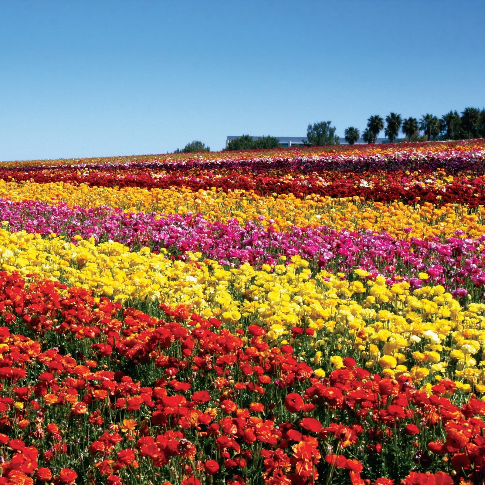 Ranunculus - Tecolote Flower Fields Collection