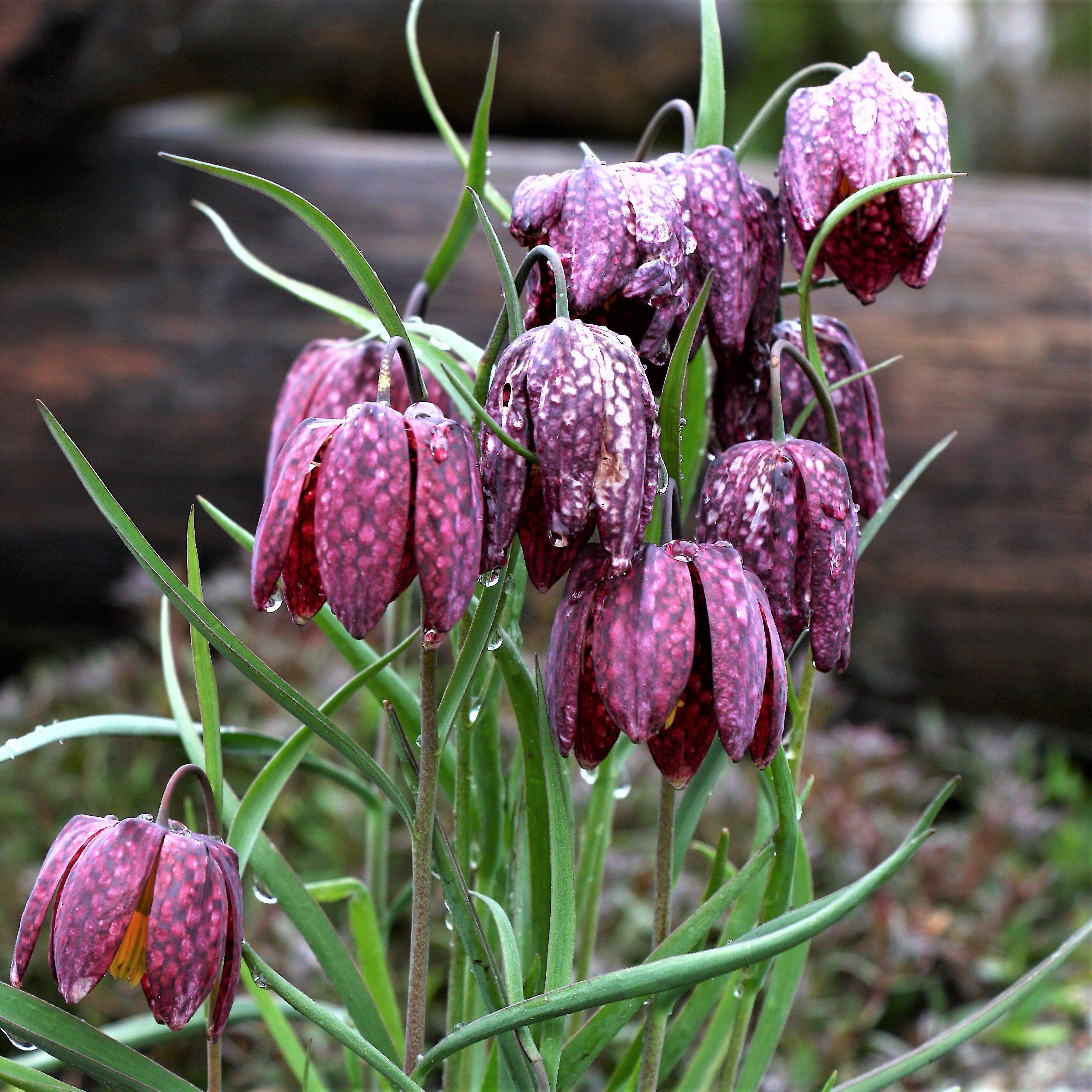 Fritillaria - Checkered Lily Meleagris