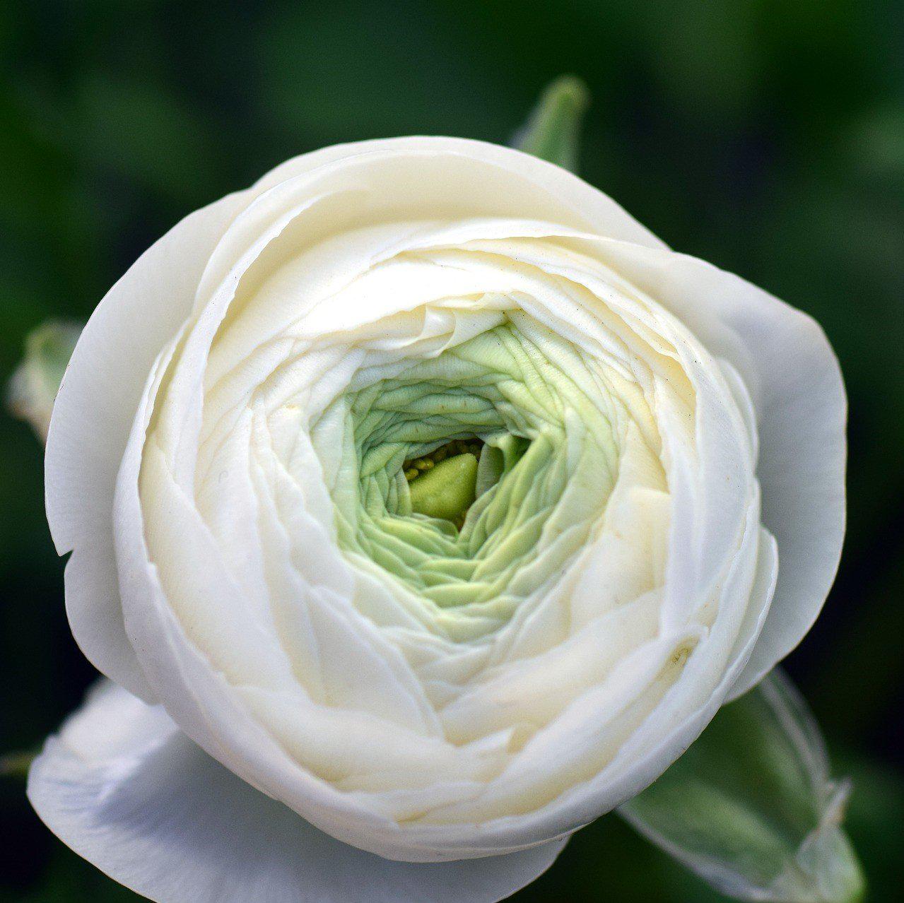 Ranunculus - Tecolote White