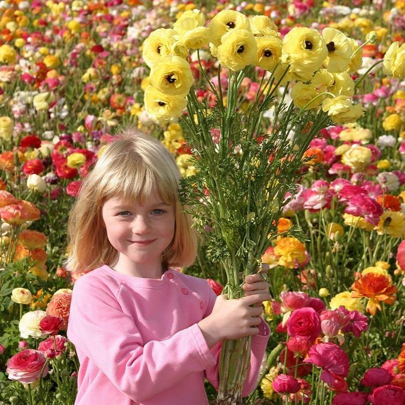 Ranunculus - Tecolote Flower Fields Collection