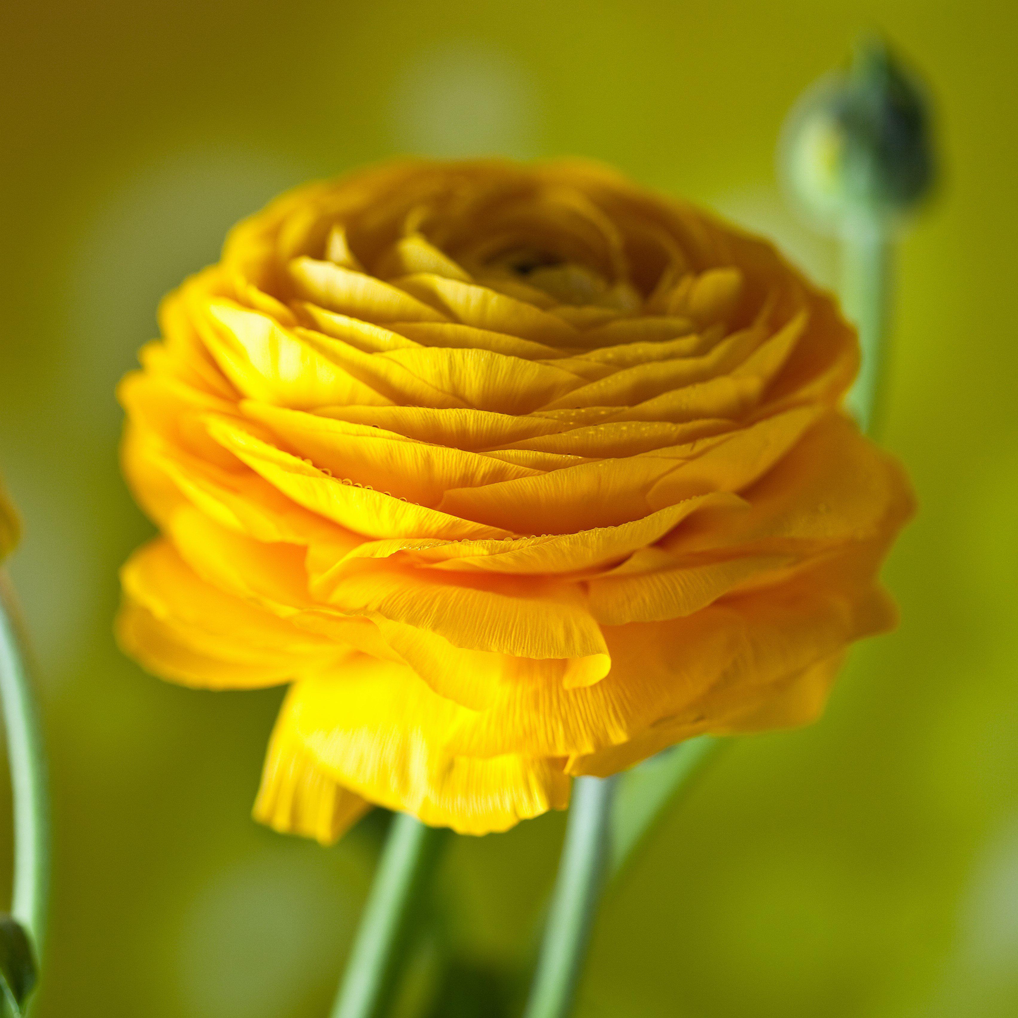 Ranunculus - Tecolote Tropical Sunset Collection
