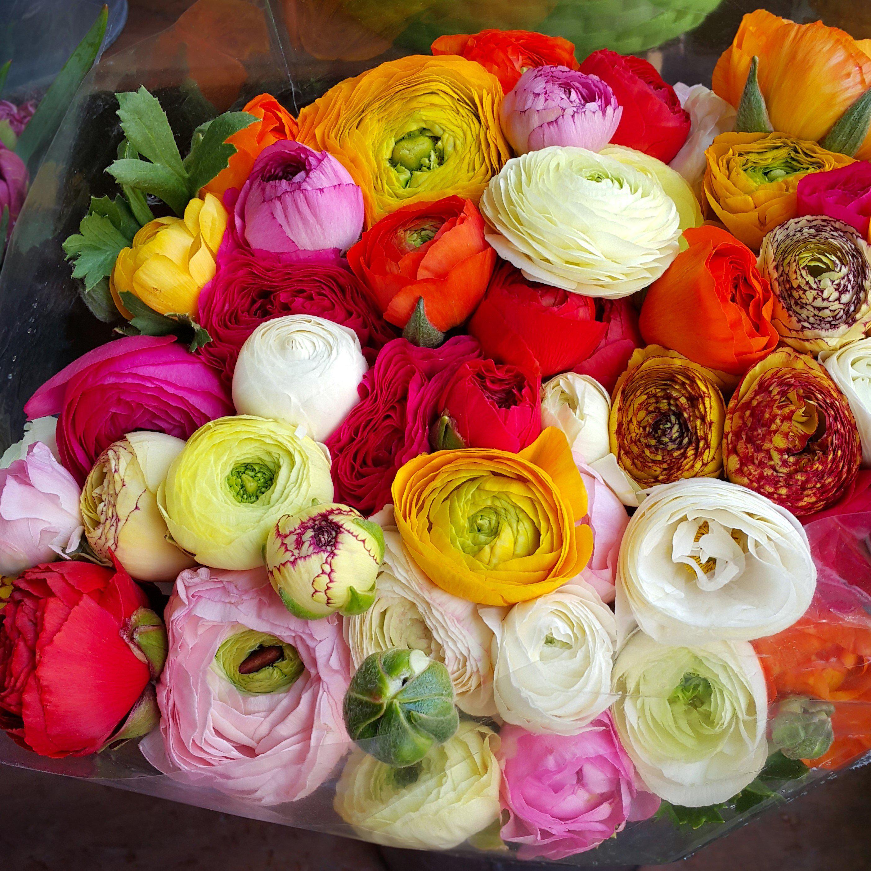 Ranunculus - Tecolote Flower Fields Collection