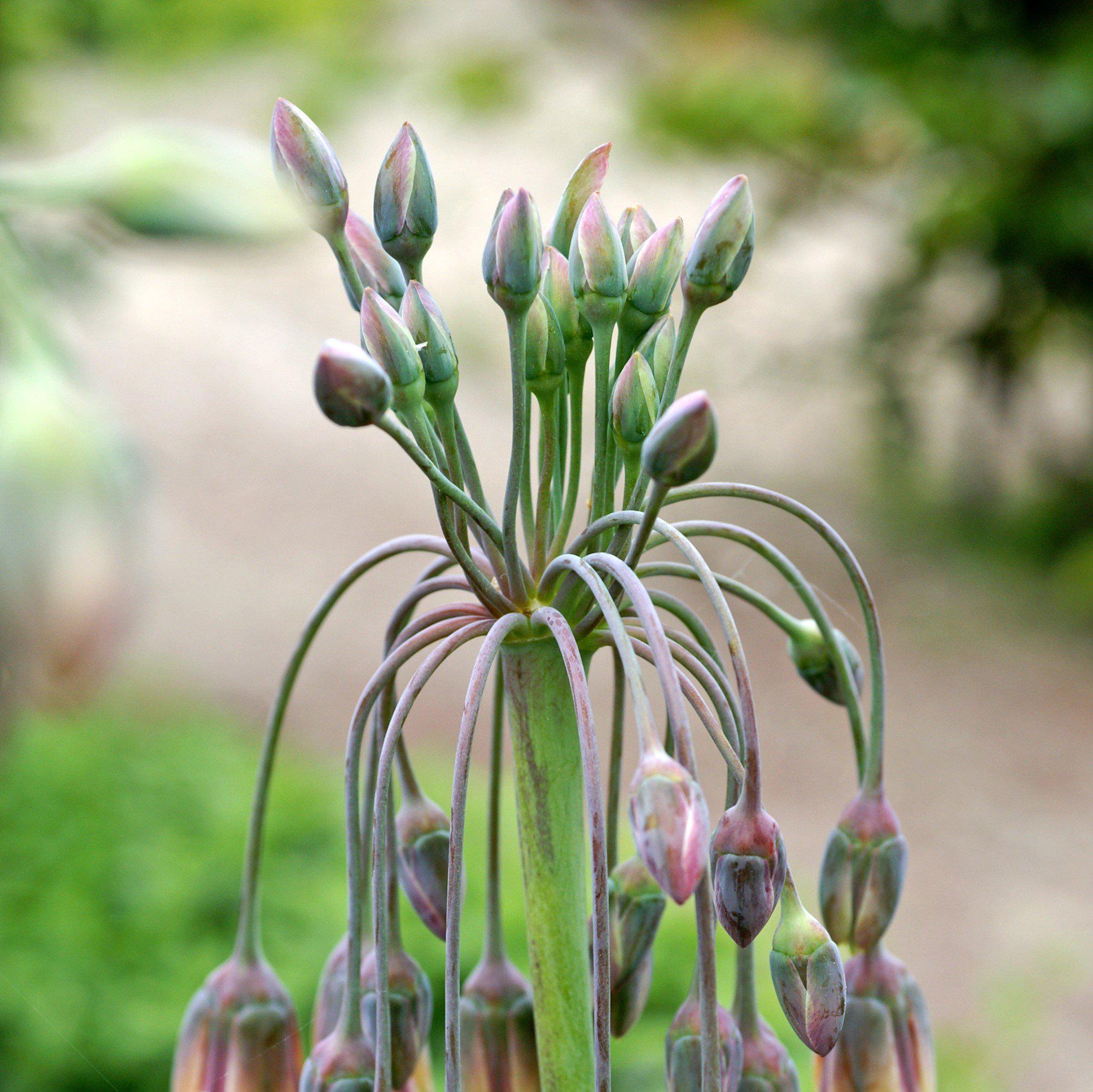 Allium - Bulgaricum
