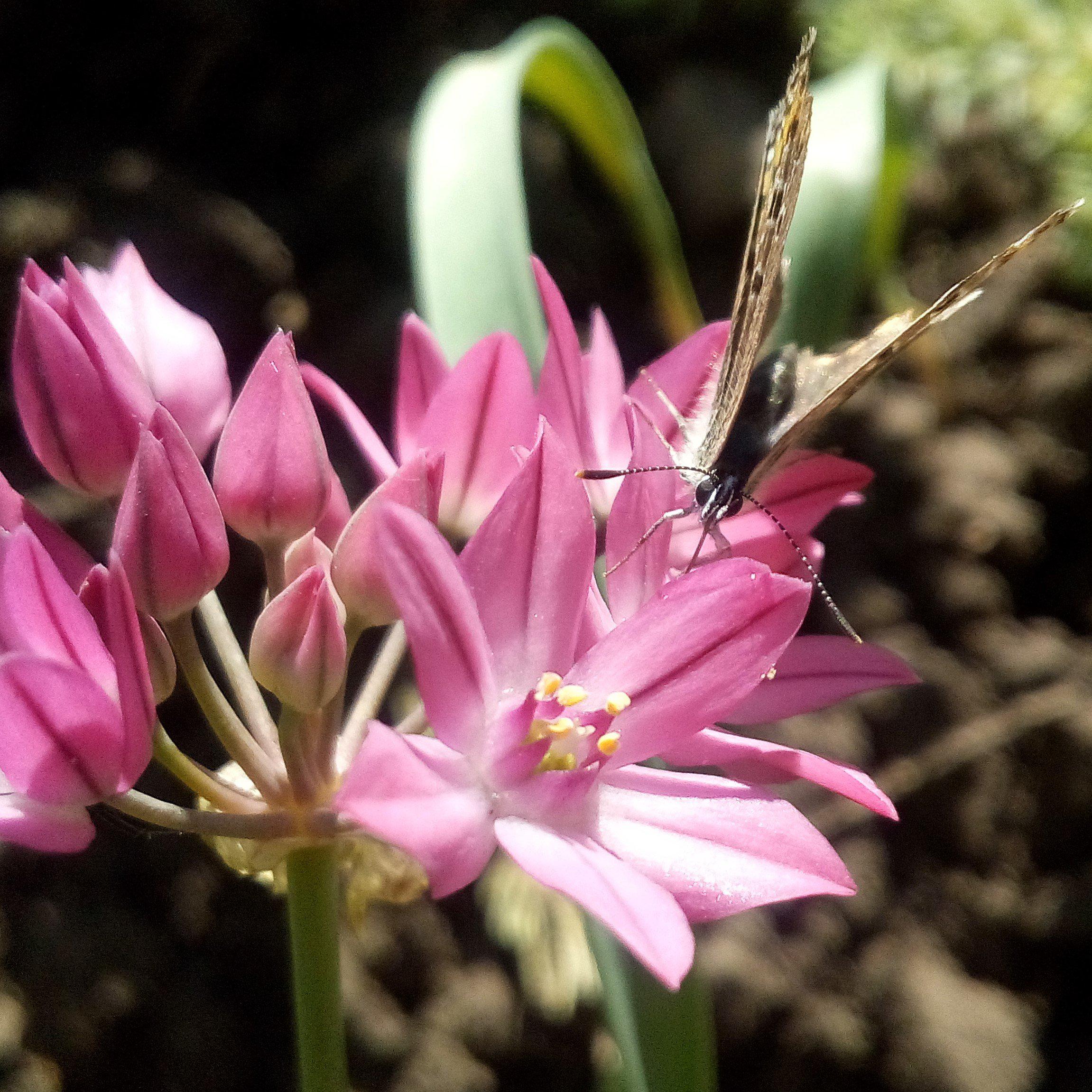 Allium - Oreophilum