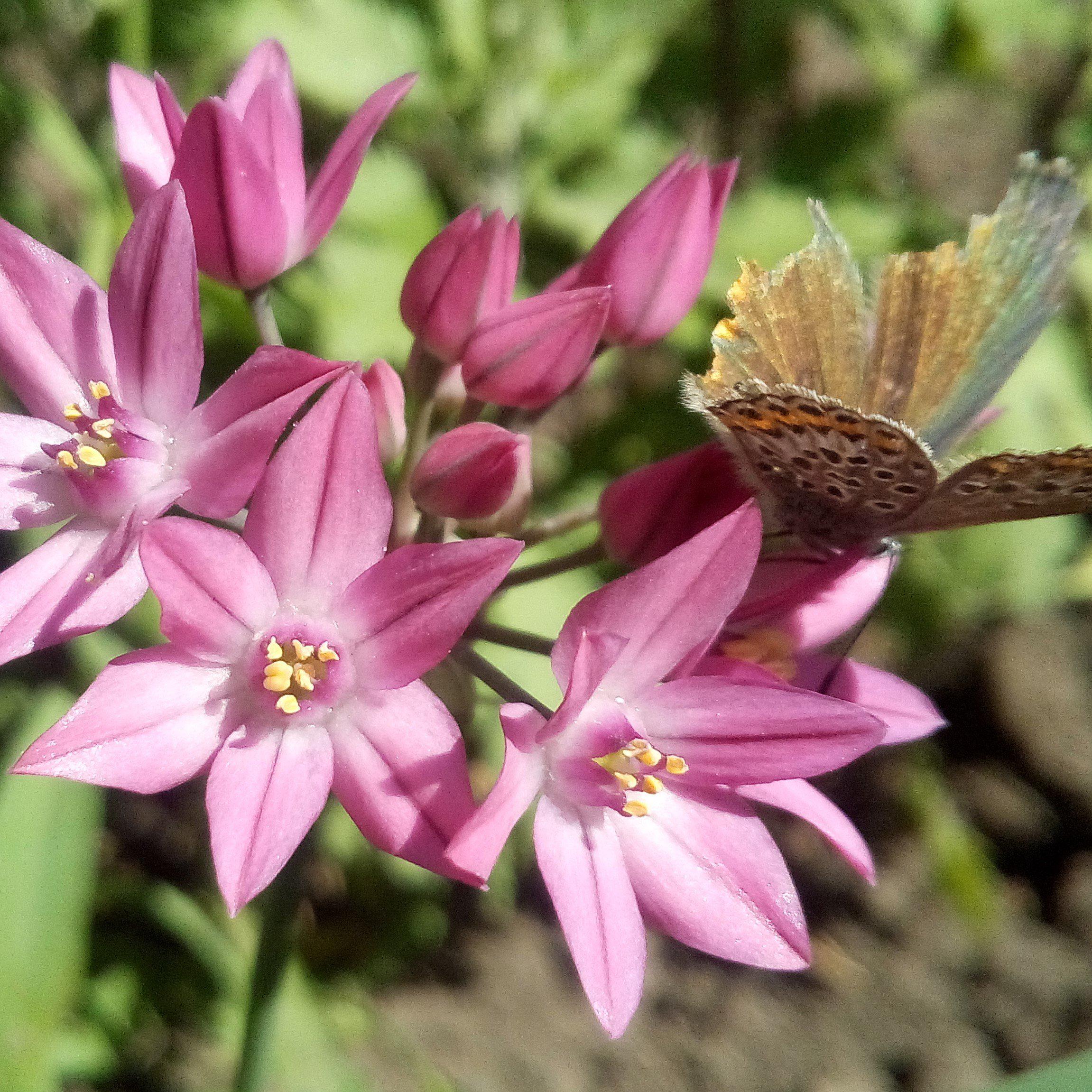 Allium - Playful Party Mix