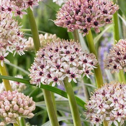 Allium - Silver Spring