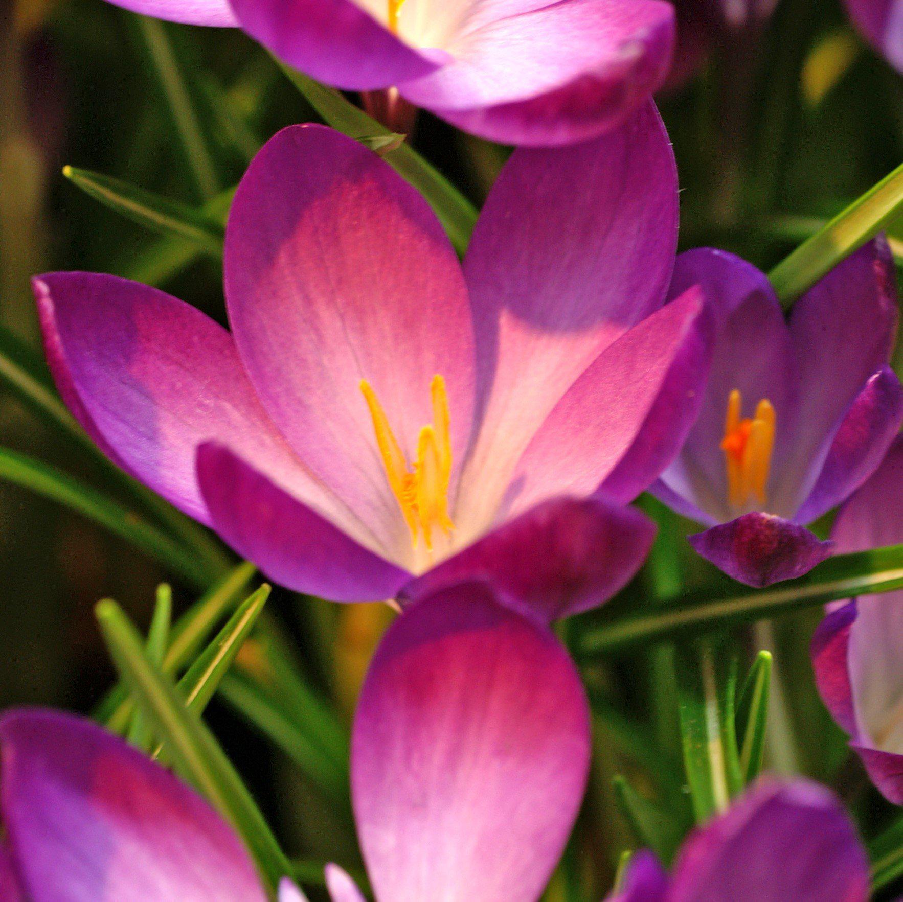 Crocus - Ruby Giant (Fragrant)