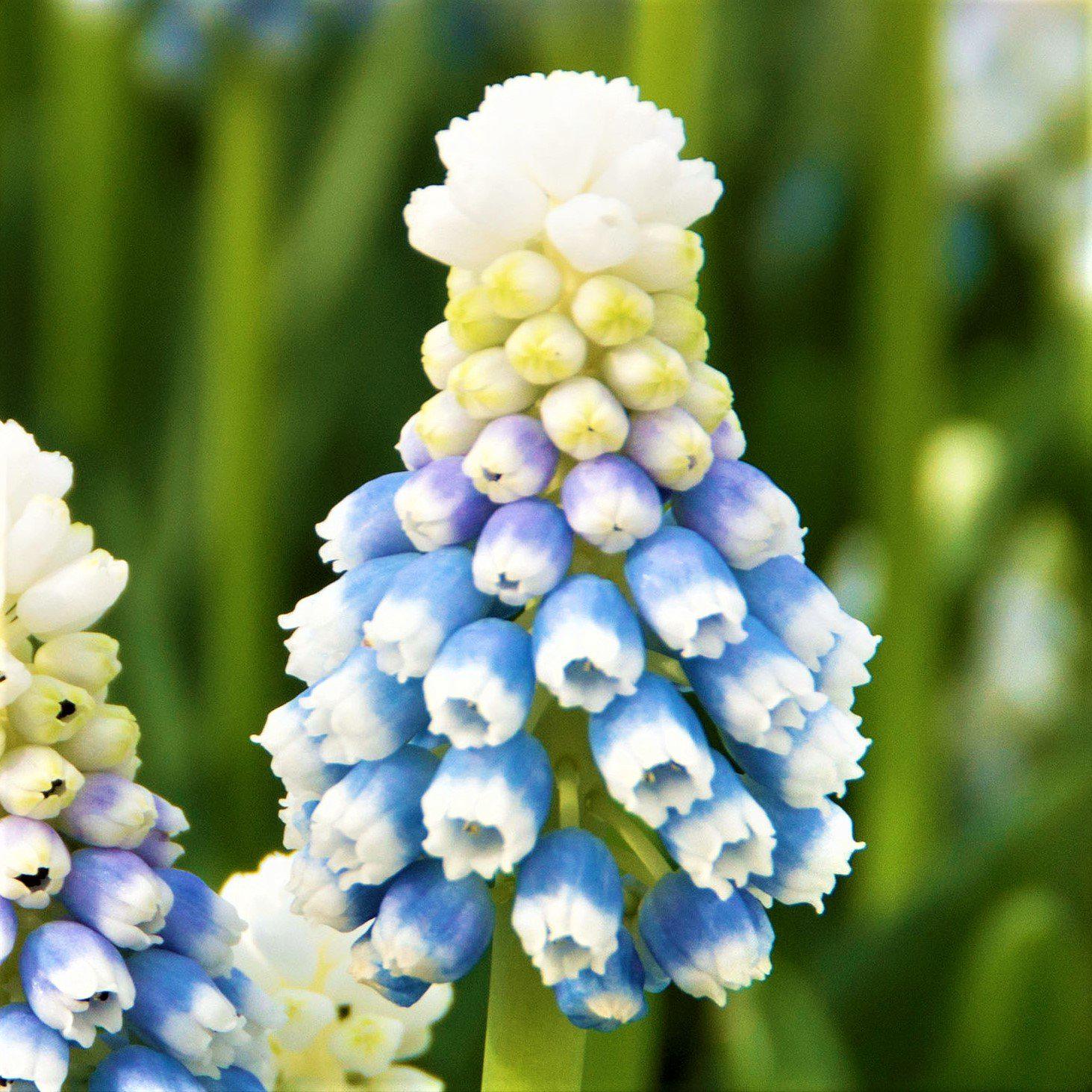 Muscari - Grape Hyacinth Mt. Lady