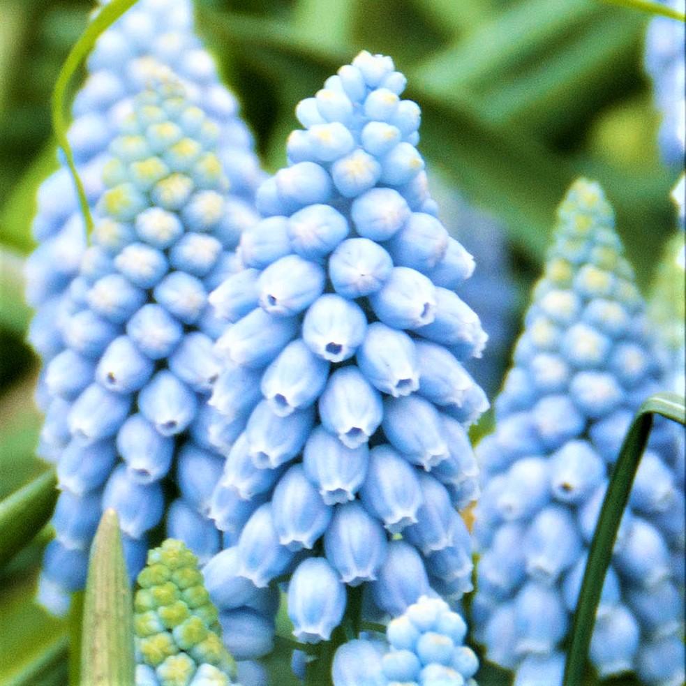 Muscari & Tulip - Baby Shower Blend