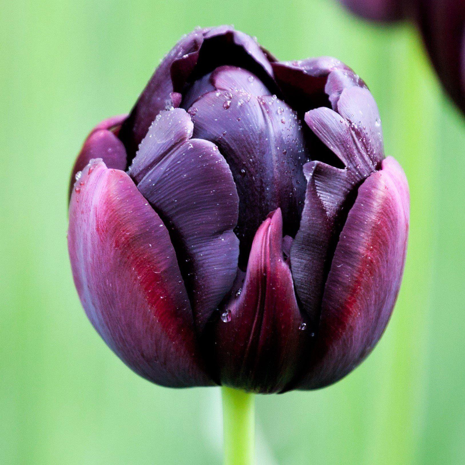 Allium & Tulip - Beauty & Sparkle Blend