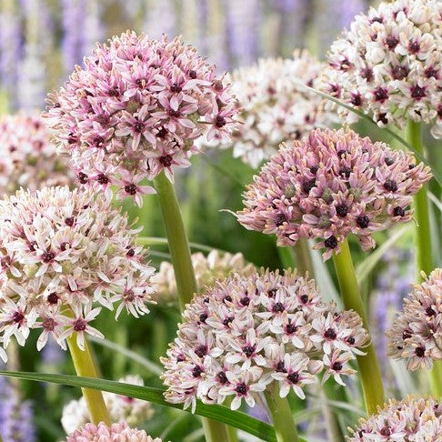 Allium - Silver Spring