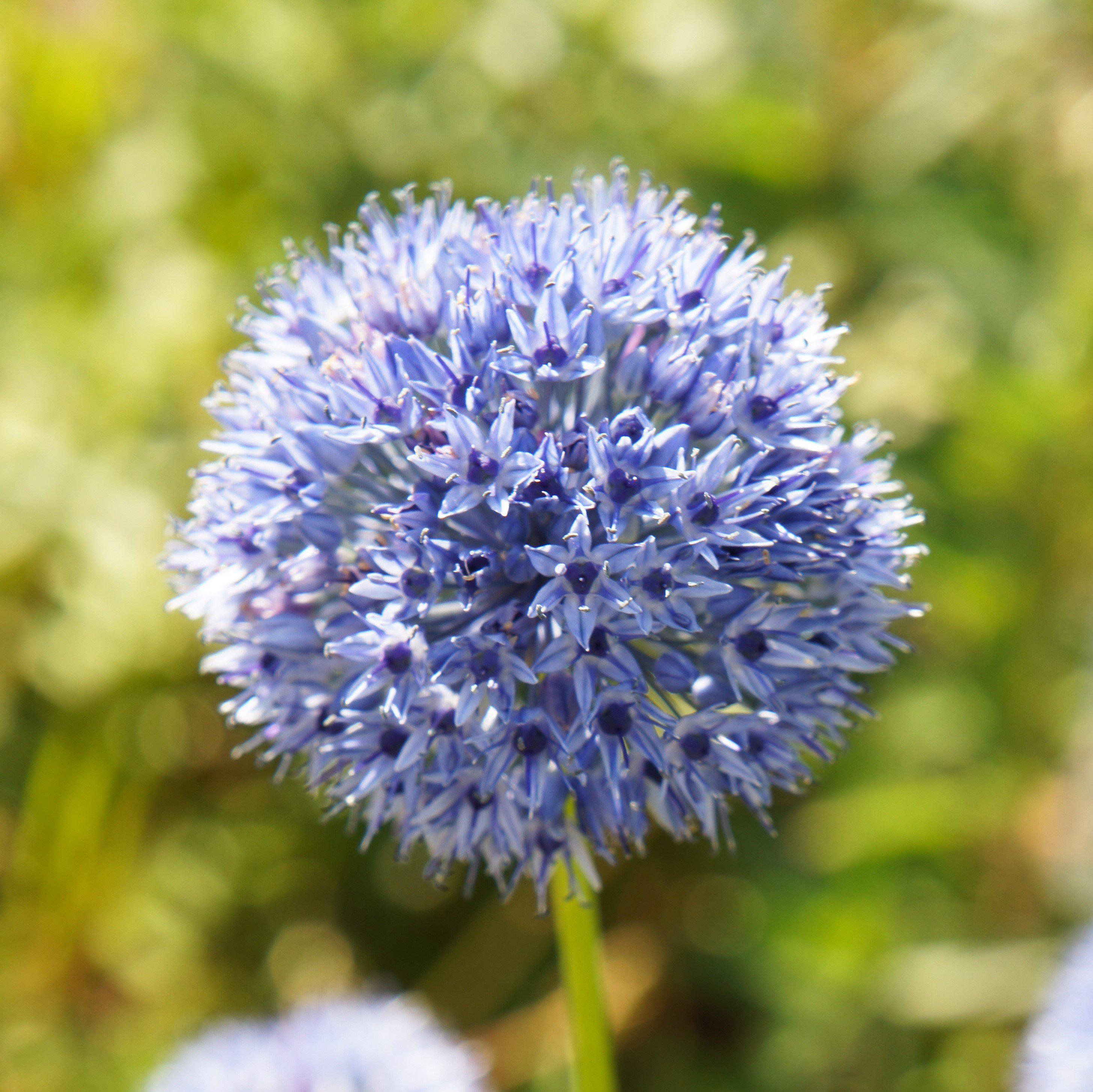 Allium - Azureum Blue of the Heavens