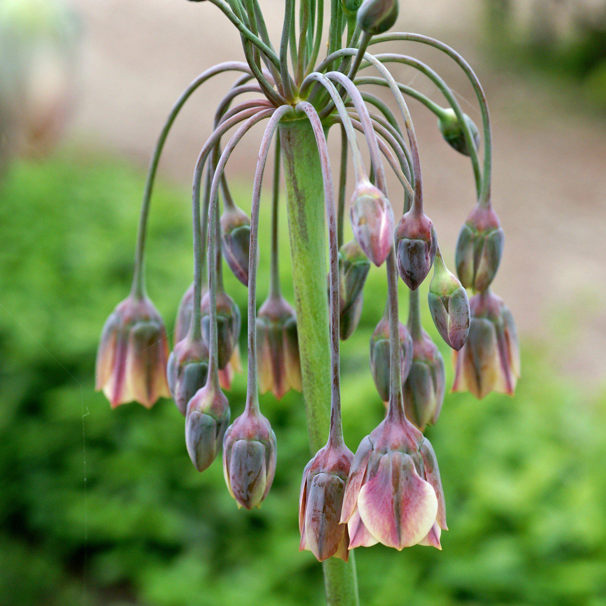 Allium - Bulgaricum