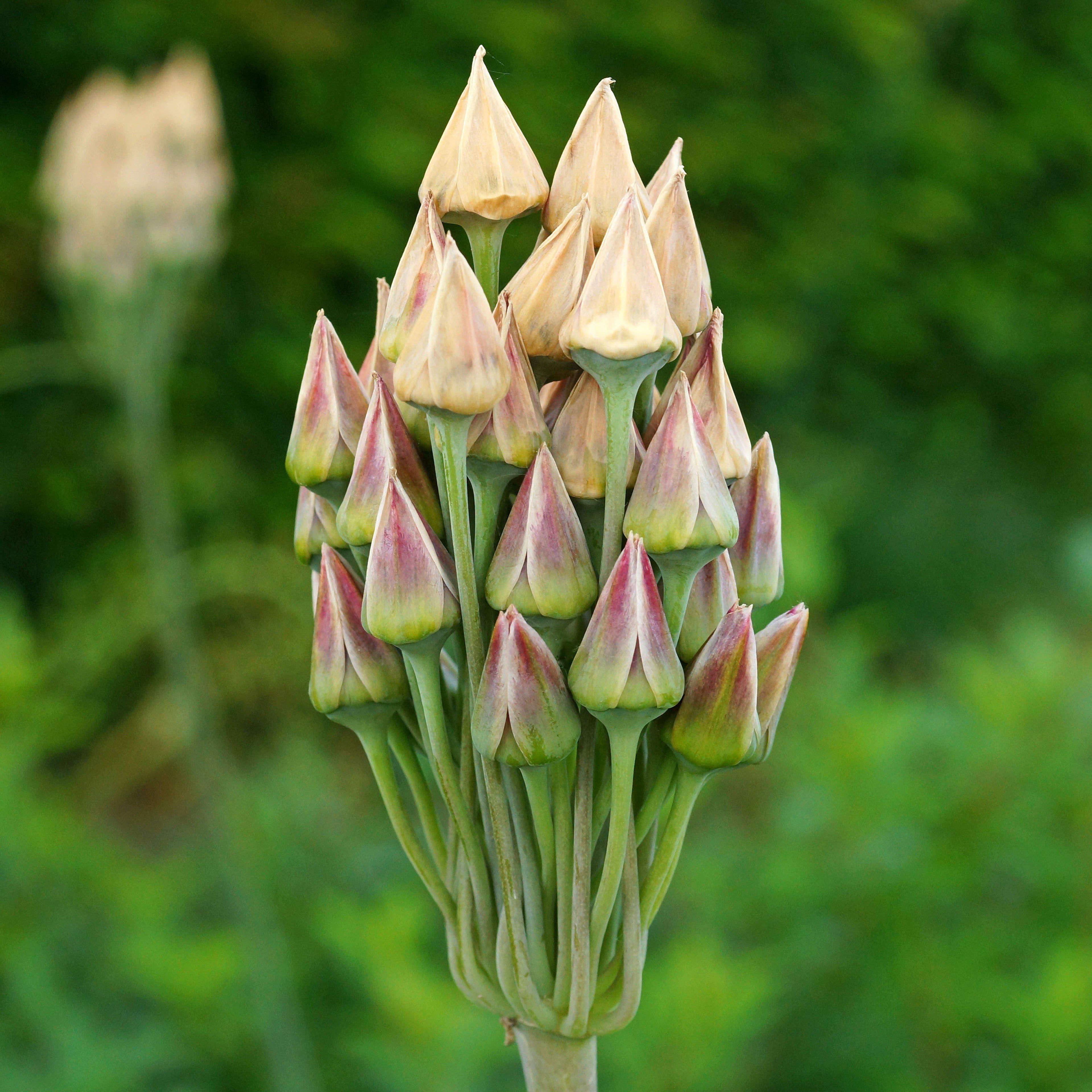 Allium - Bulgaricum