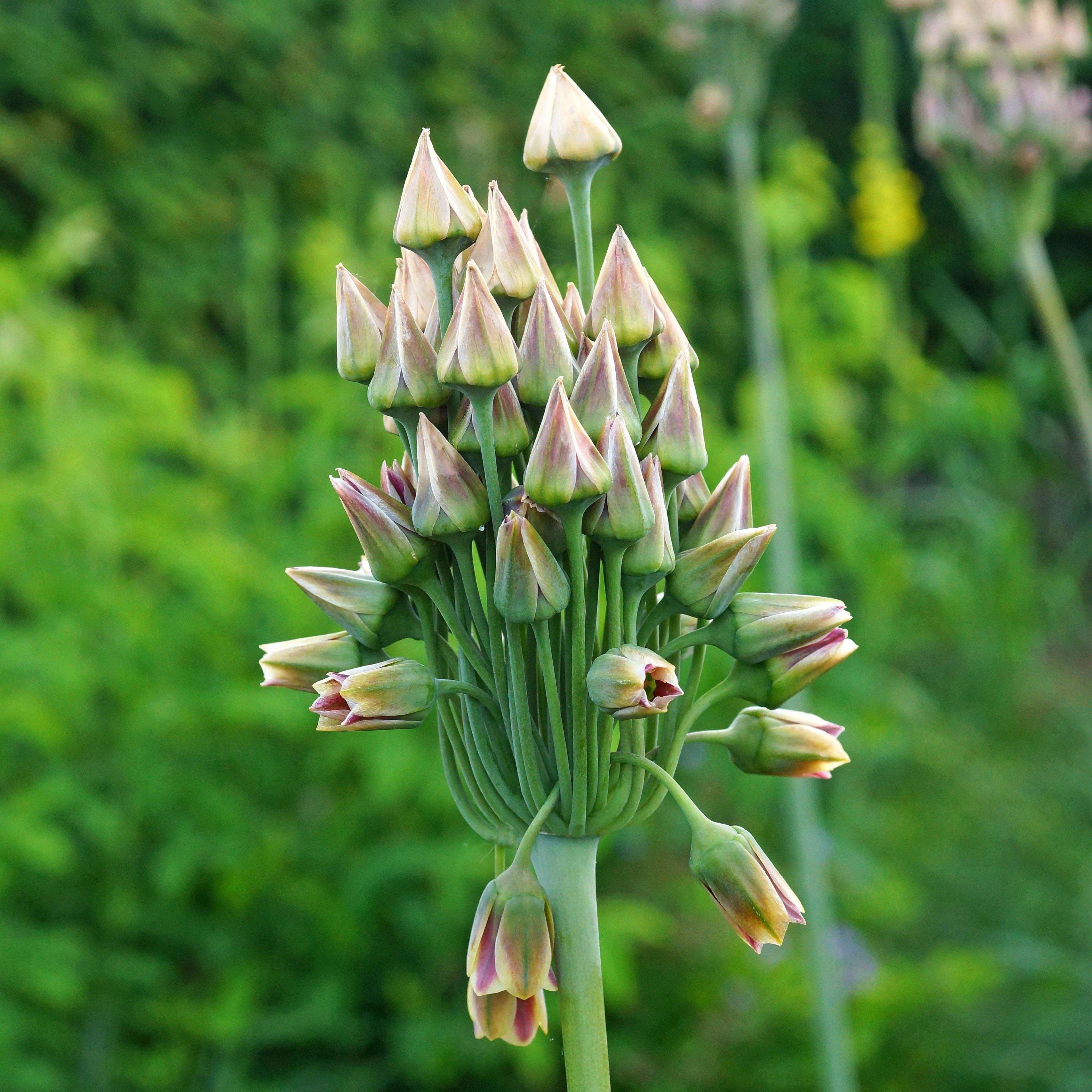 Allium - Bulgaricum